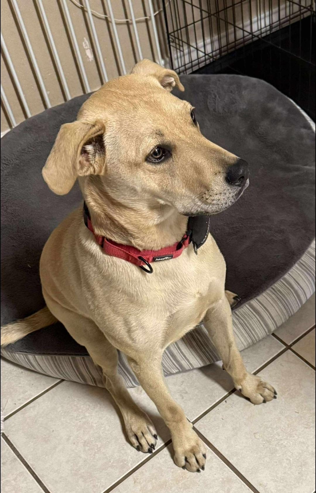 Enlarge Brian, a Adoptable mixed breed in Elk Grove Village, IL image 3/6