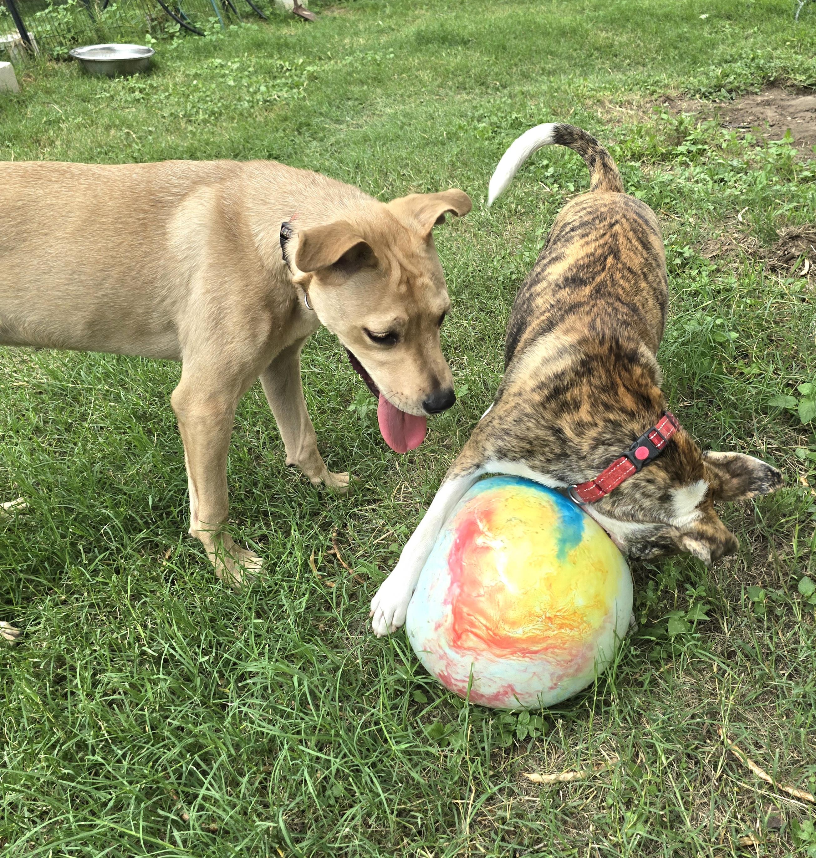 Enlarge Brian, a Adoptable mixed breed in Elk Grove Village, IL image 4/6