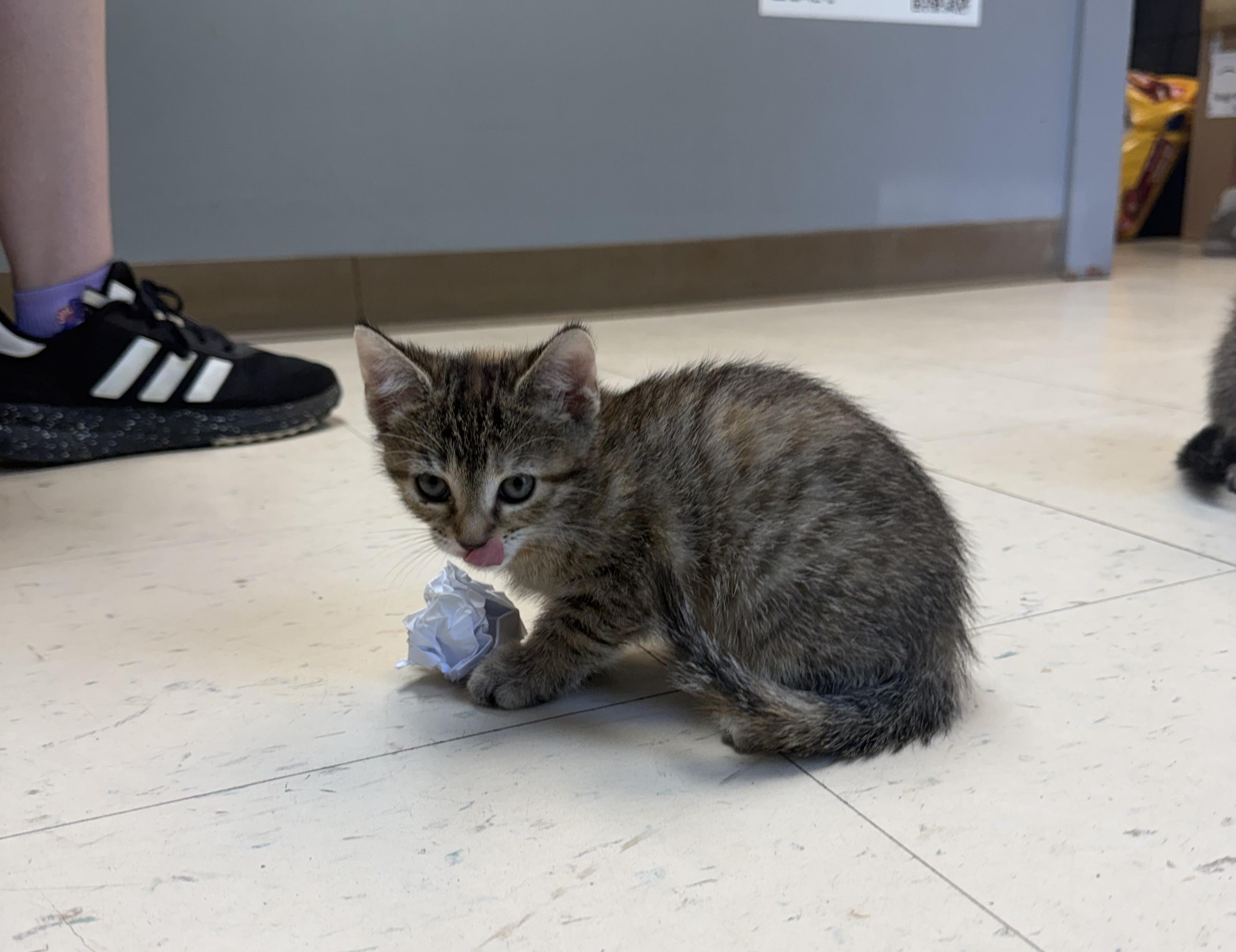 Enlarge Spot, a Adopted Domestic Short Hair in Dyersburg, TN image 3/3