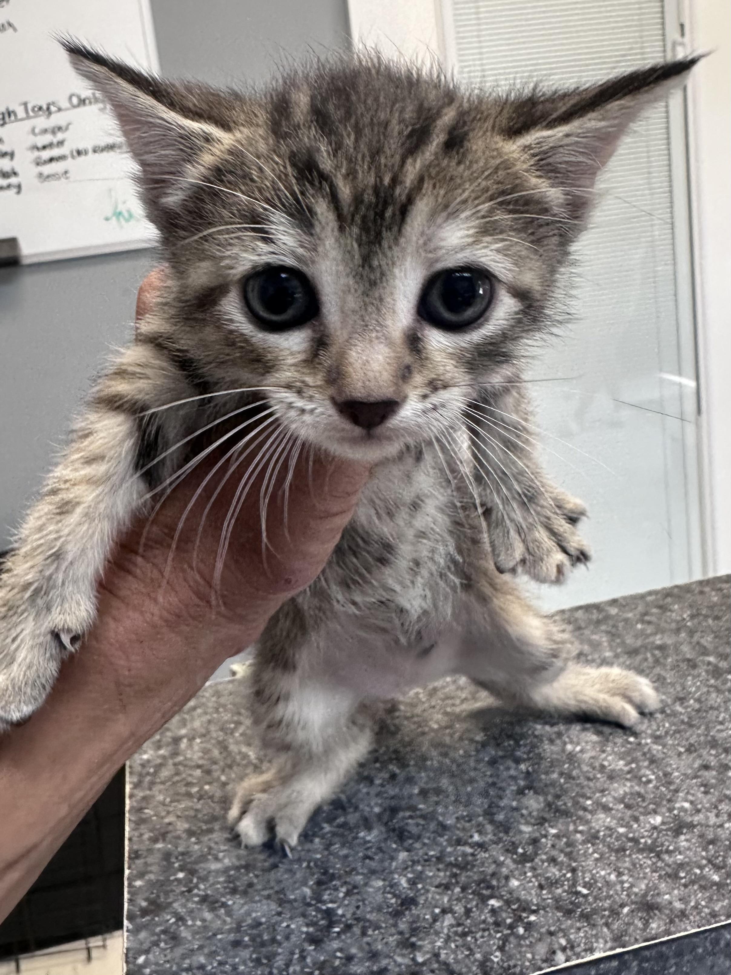 Enlarge Spot, a Adopted Domestic Short Hair in Dyersburg, TN image 2/3