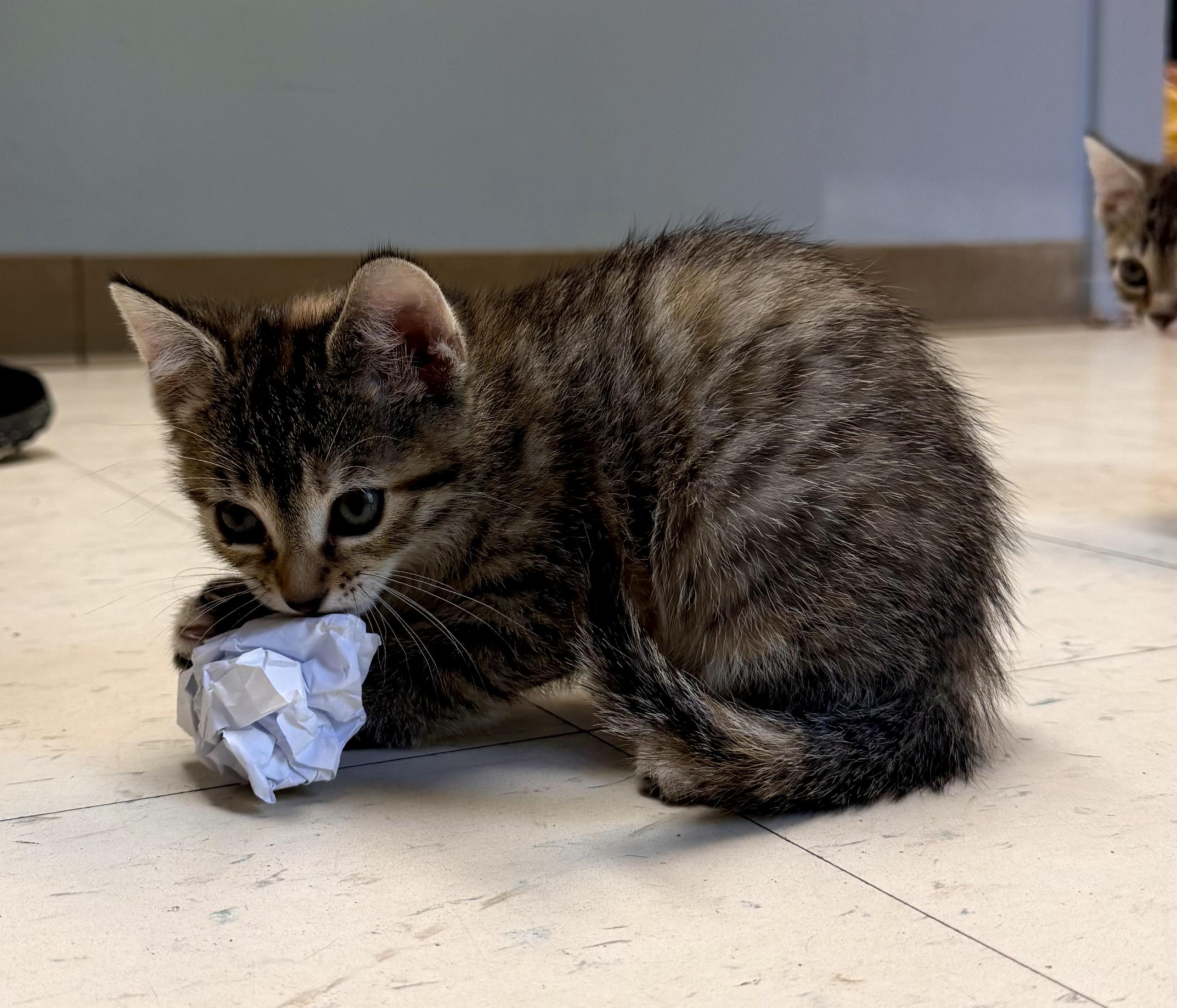 Enlarge Spot, a Adopted Domestic Short Hair in Dyersburg, TN image 1/3