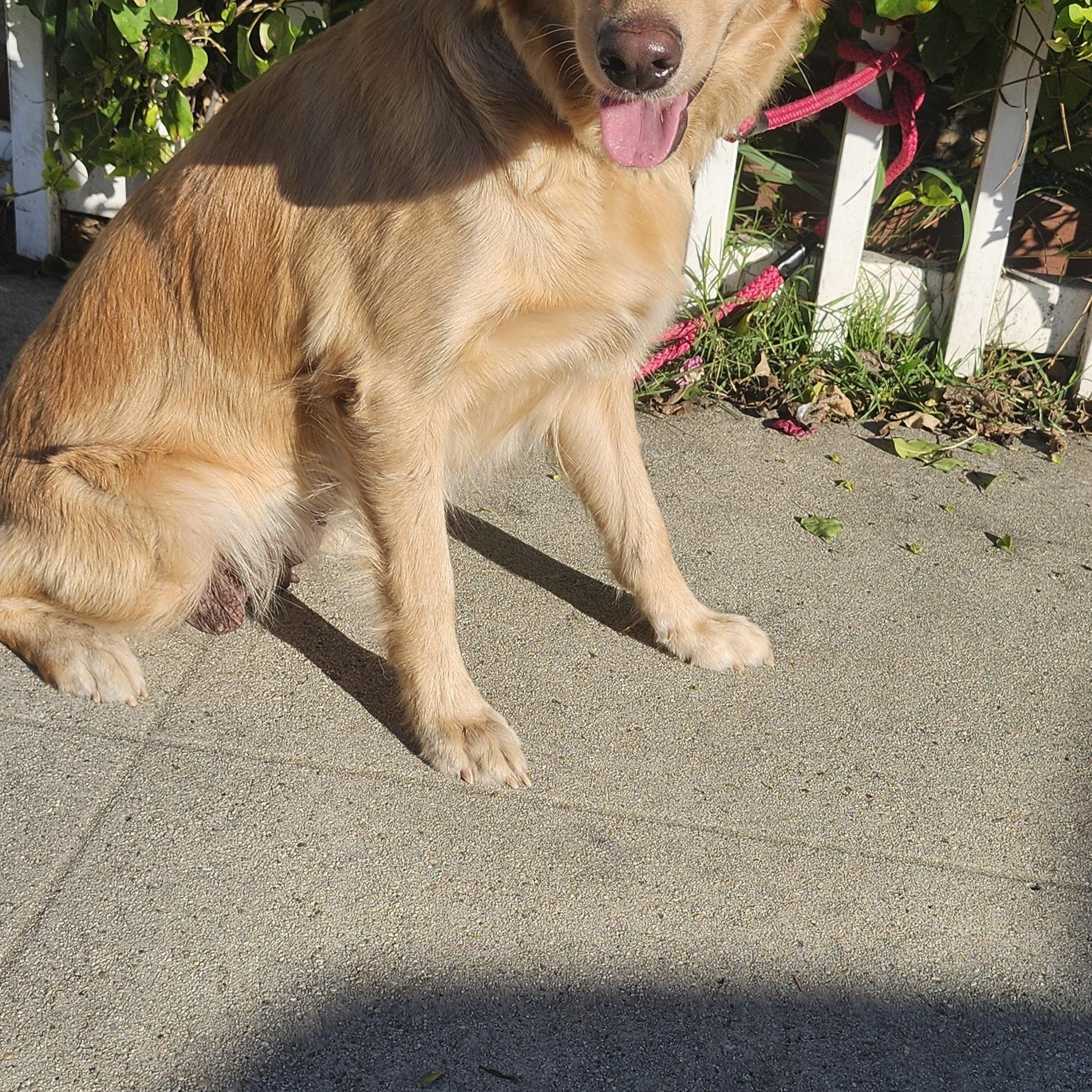 Emma, a Adoptable Golden Retriever in Torrance, CA image 3/3