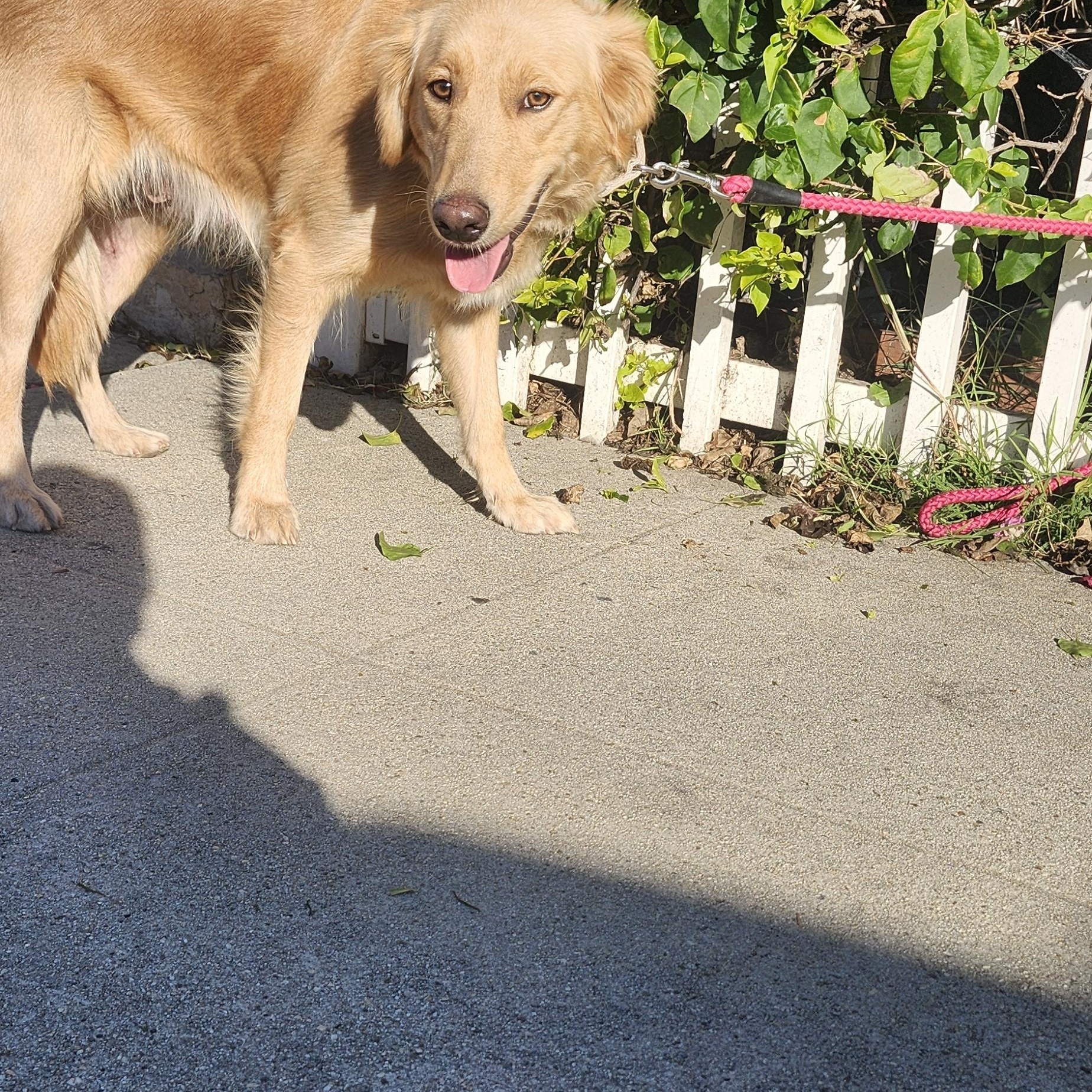 Emma, a Adoptable Golden Retriever in Torrance, CA image 1/3
