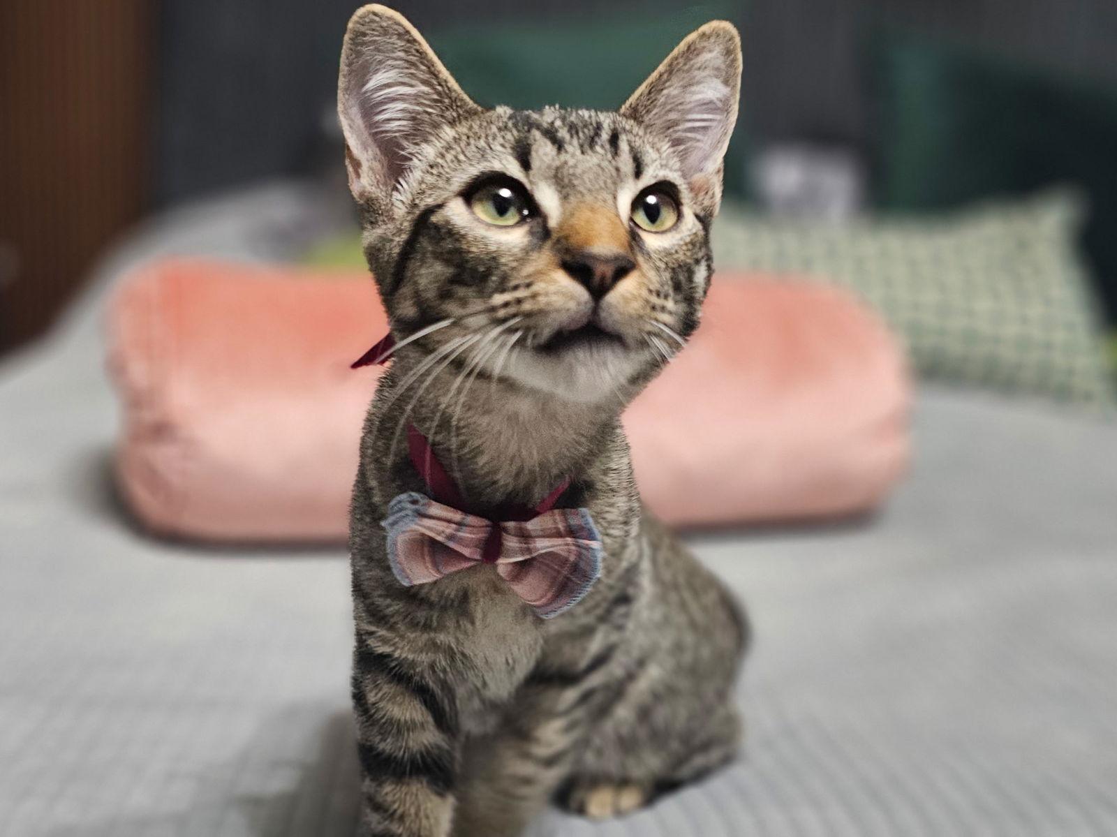 Jesh, Adoptable, Young Male Domestic Short Hair & Tabby.