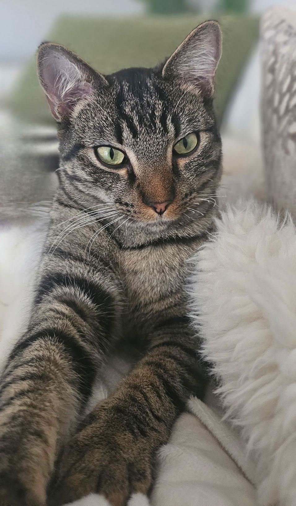 Enlarge Jesh, a Adoptable mixed breed in Frisco, TX image 2/3