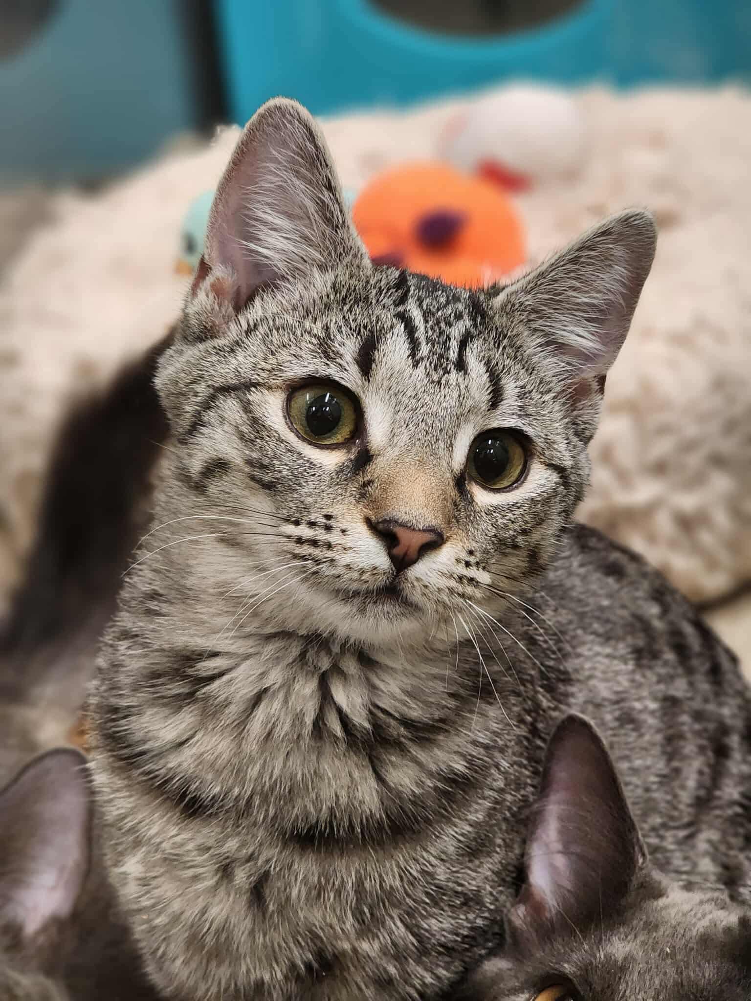 Enlarge Junie, a Adoptable Domestic Short Hair in Sterling, VA image 2/6