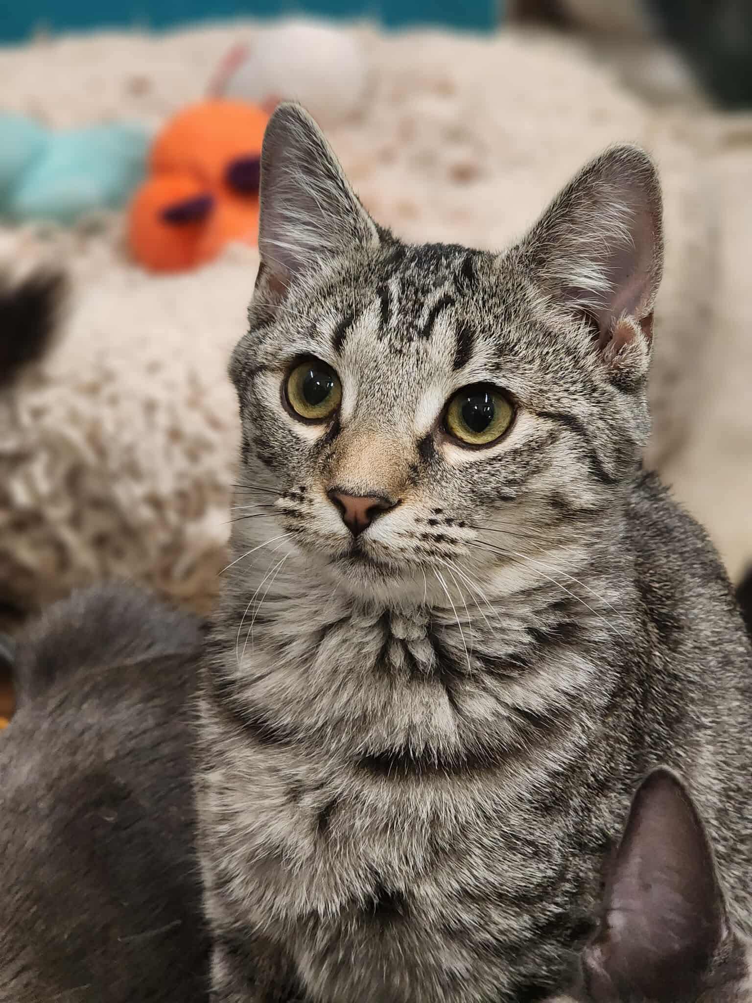 Enlarge Junie, a Adoptable Domestic Short Hair in Sterling, VA image 3/6