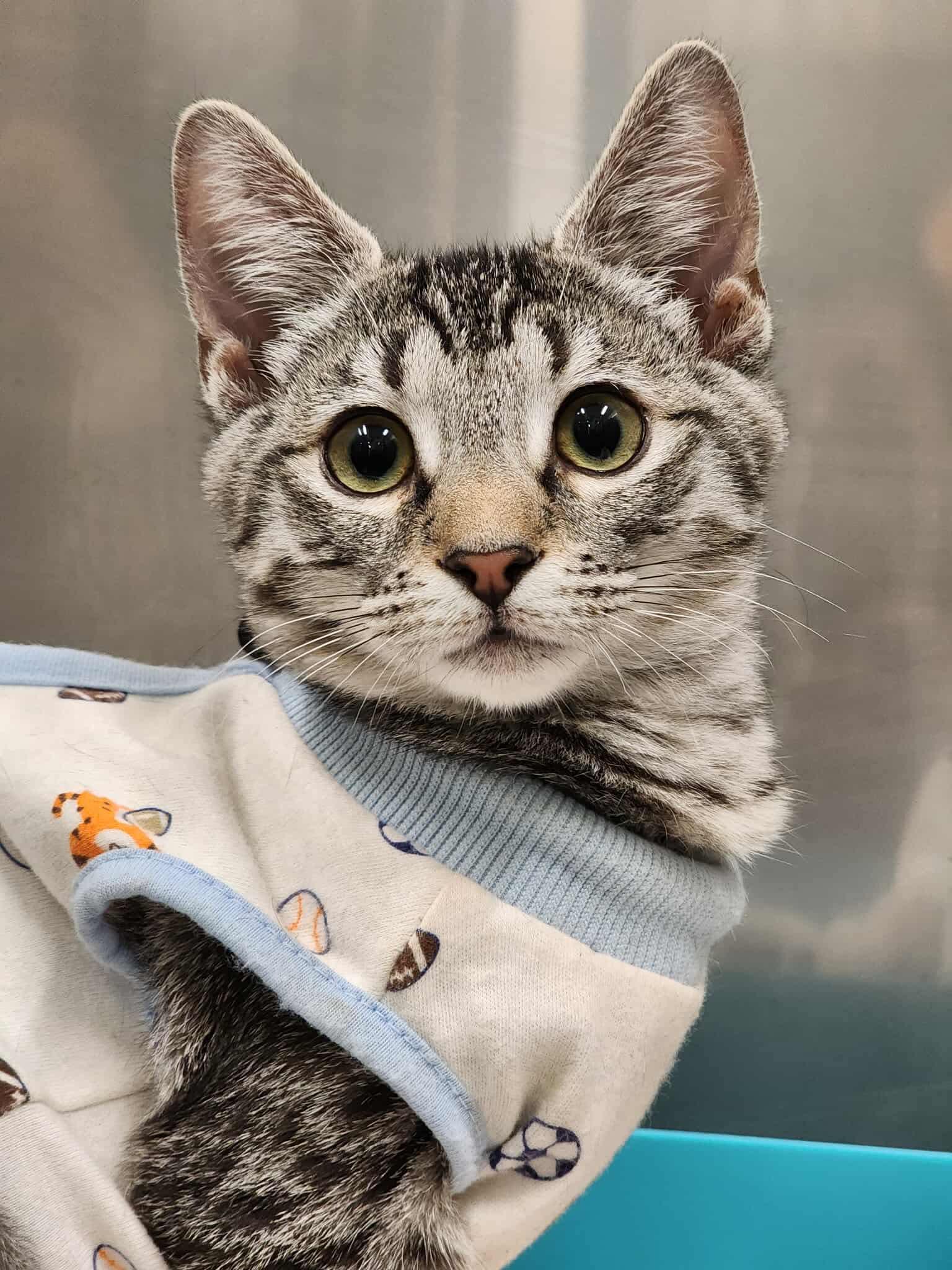 Enlarge Junie, a Adoptable Domestic Short Hair in Sterling, VA image 4/6