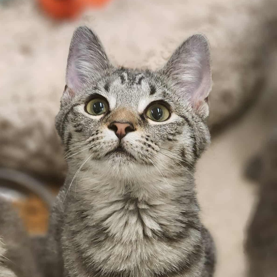 Junie, Adoptable, Kitten Female Domestic Short Hair.