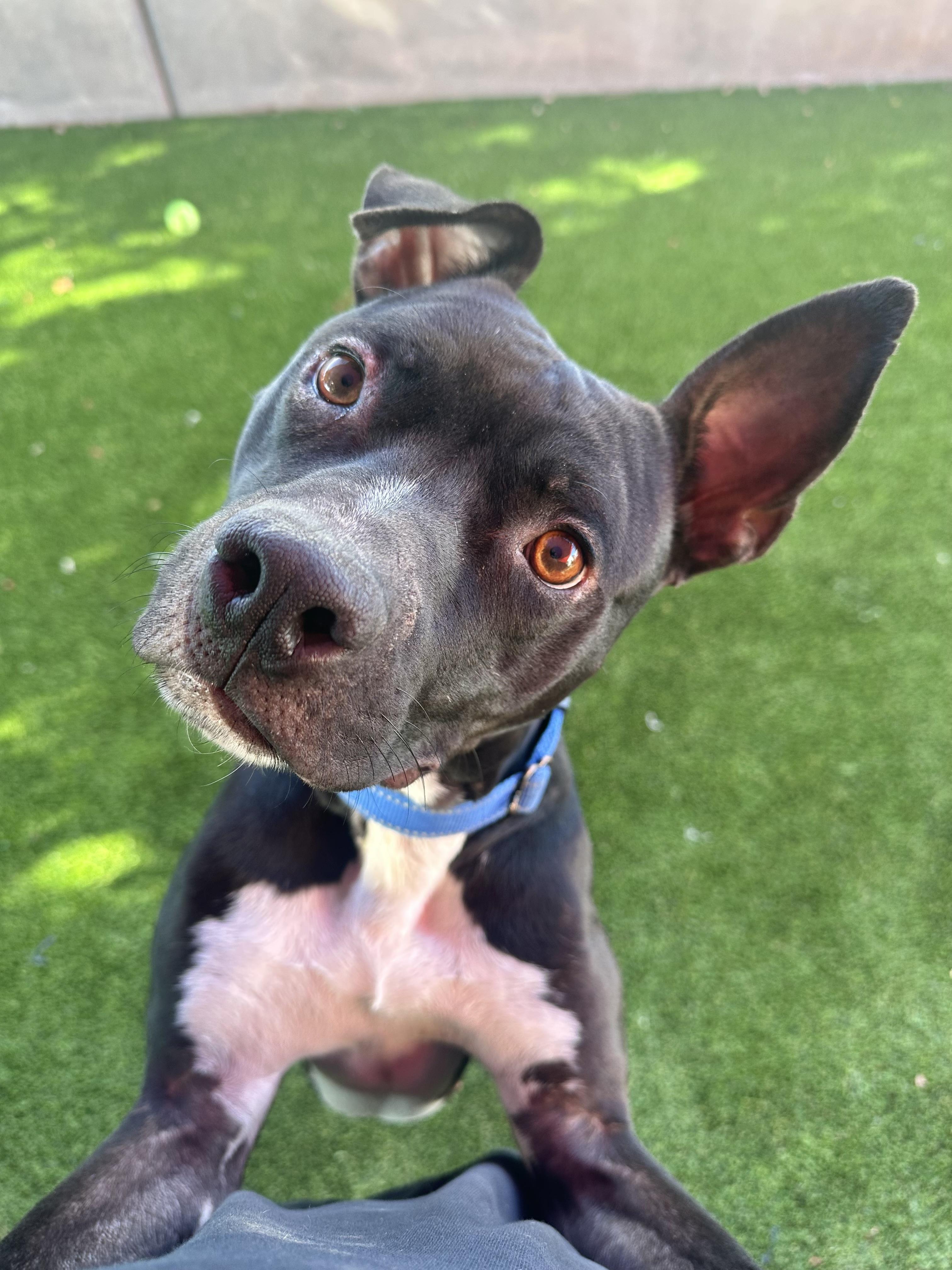 Dawkins, an adopted American Staffordshire Terrier in Glendale, AZ image 1/4