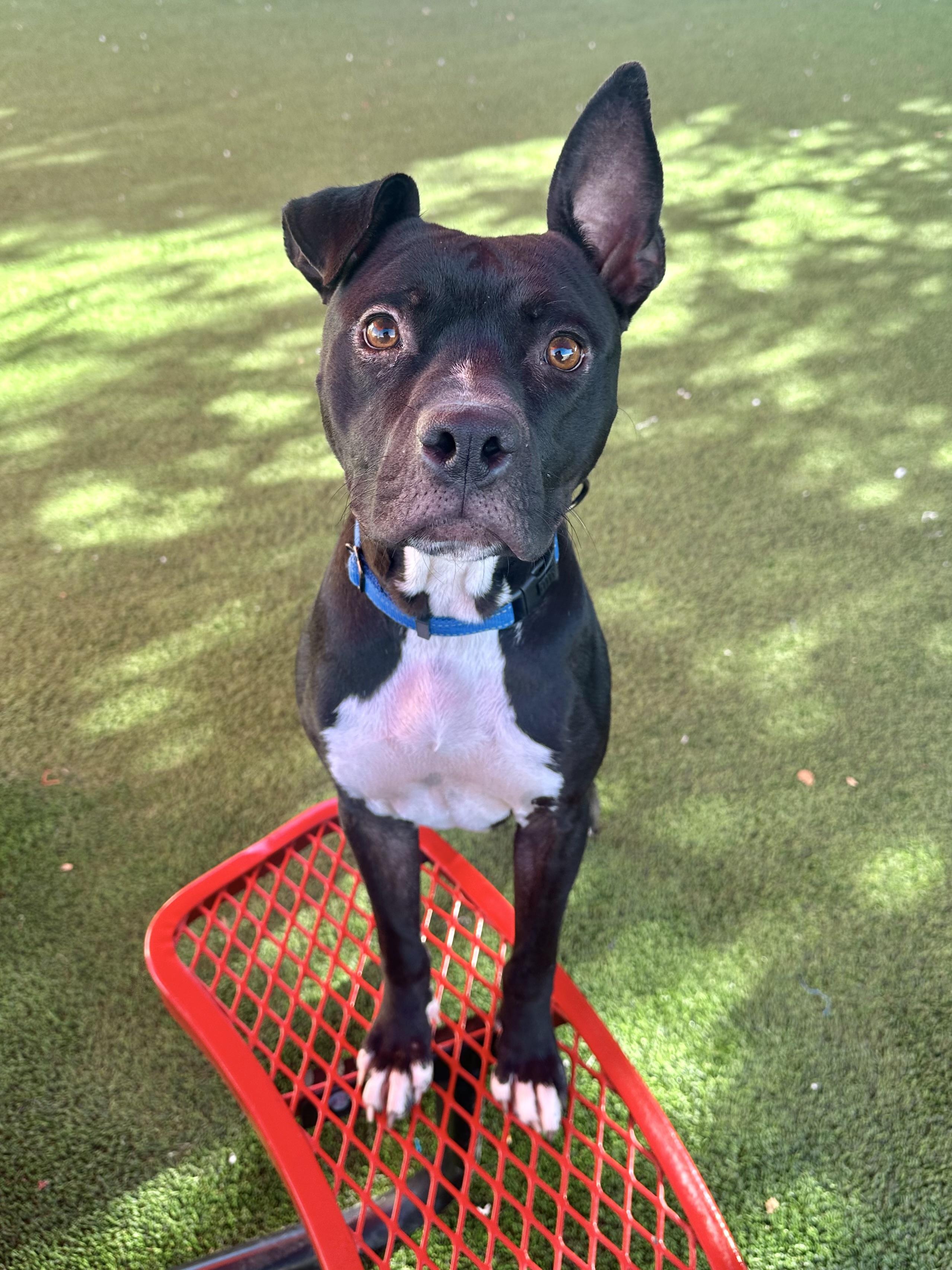Dawkins, an adopted American Staffordshire Terrier in Glendale, AZ image 2/4