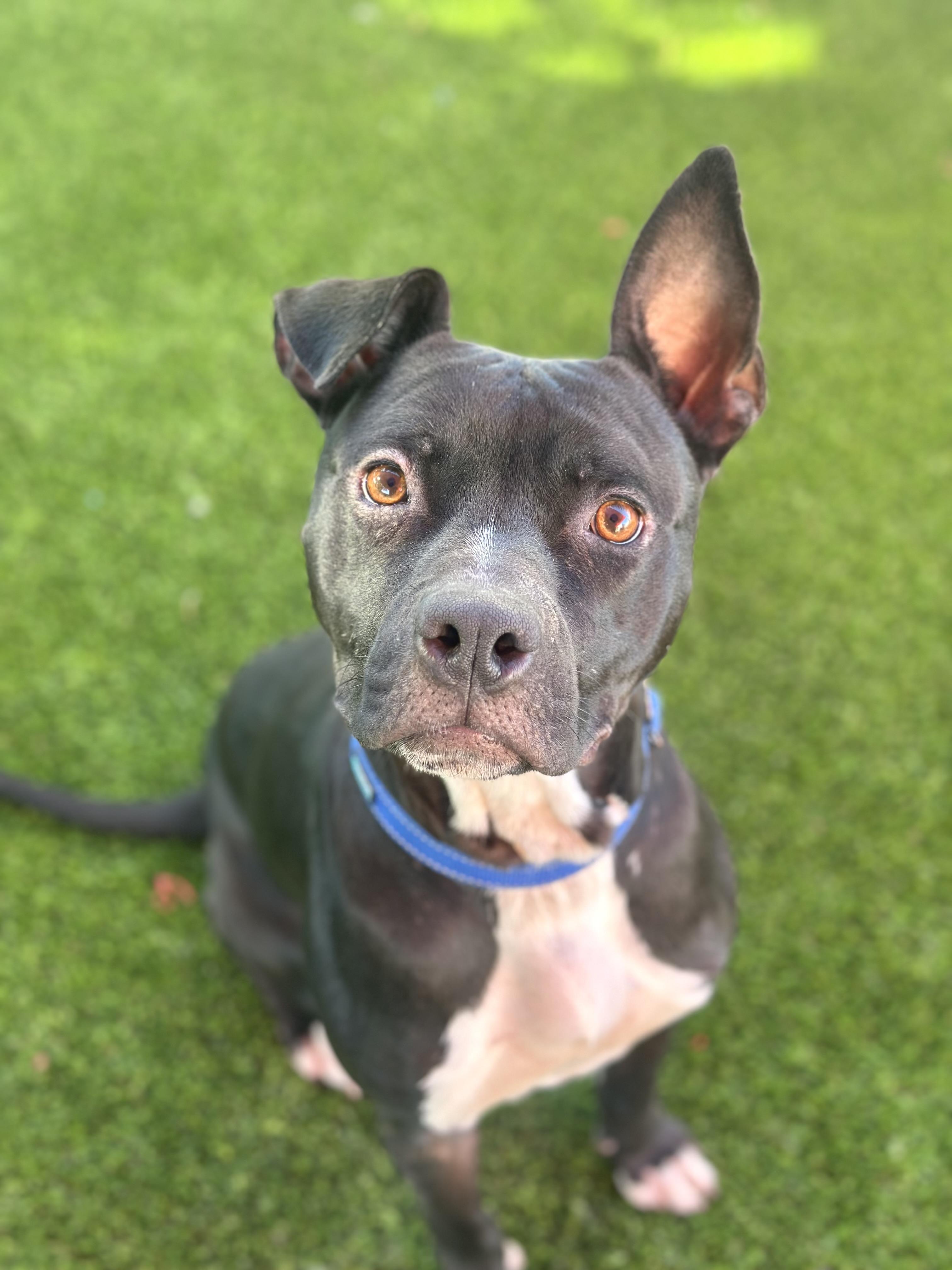 Dawkins, an adopted American Staffordshire Terrier in Glendale, AZ image 3/4