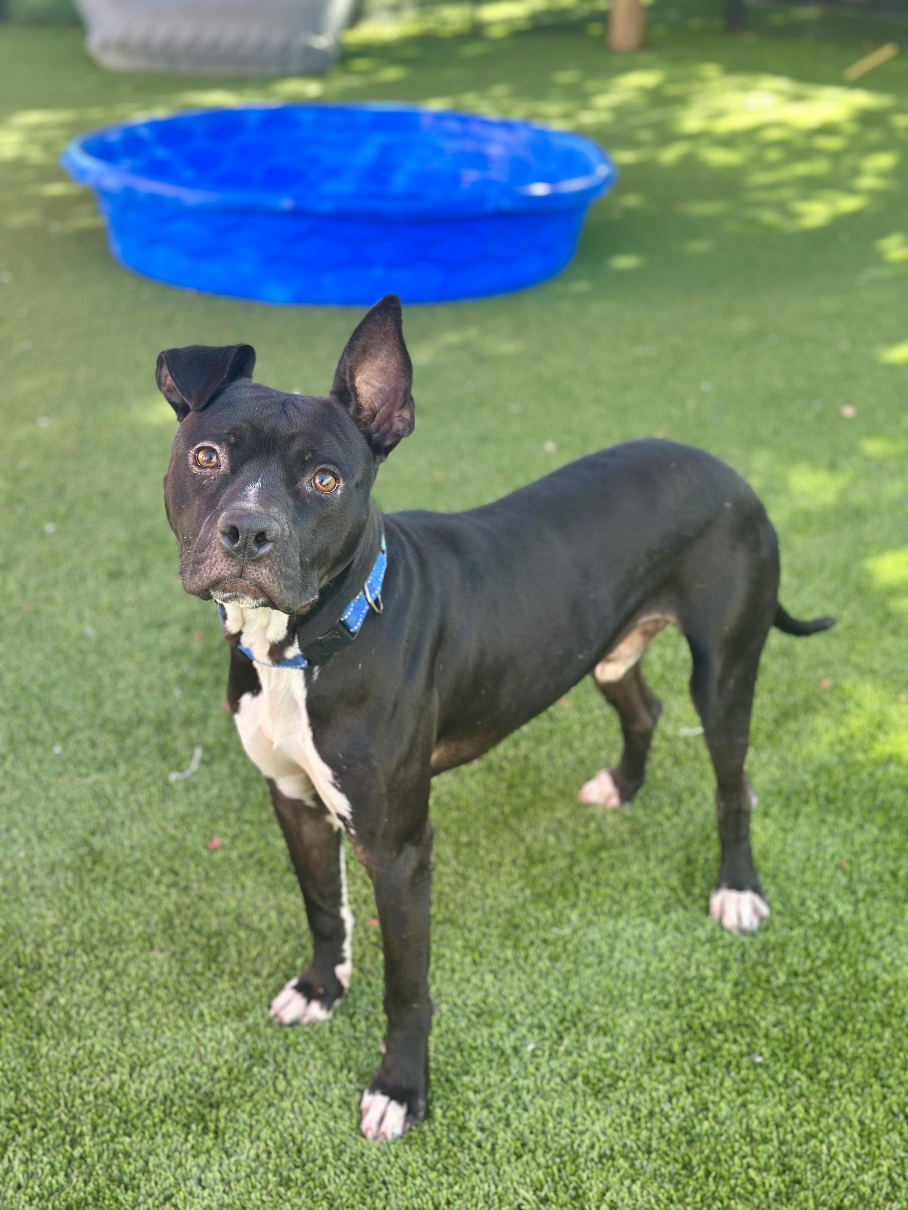 Dawkins, an adopted American Staffordshire Terrier in Glendale, AZ image 4/4