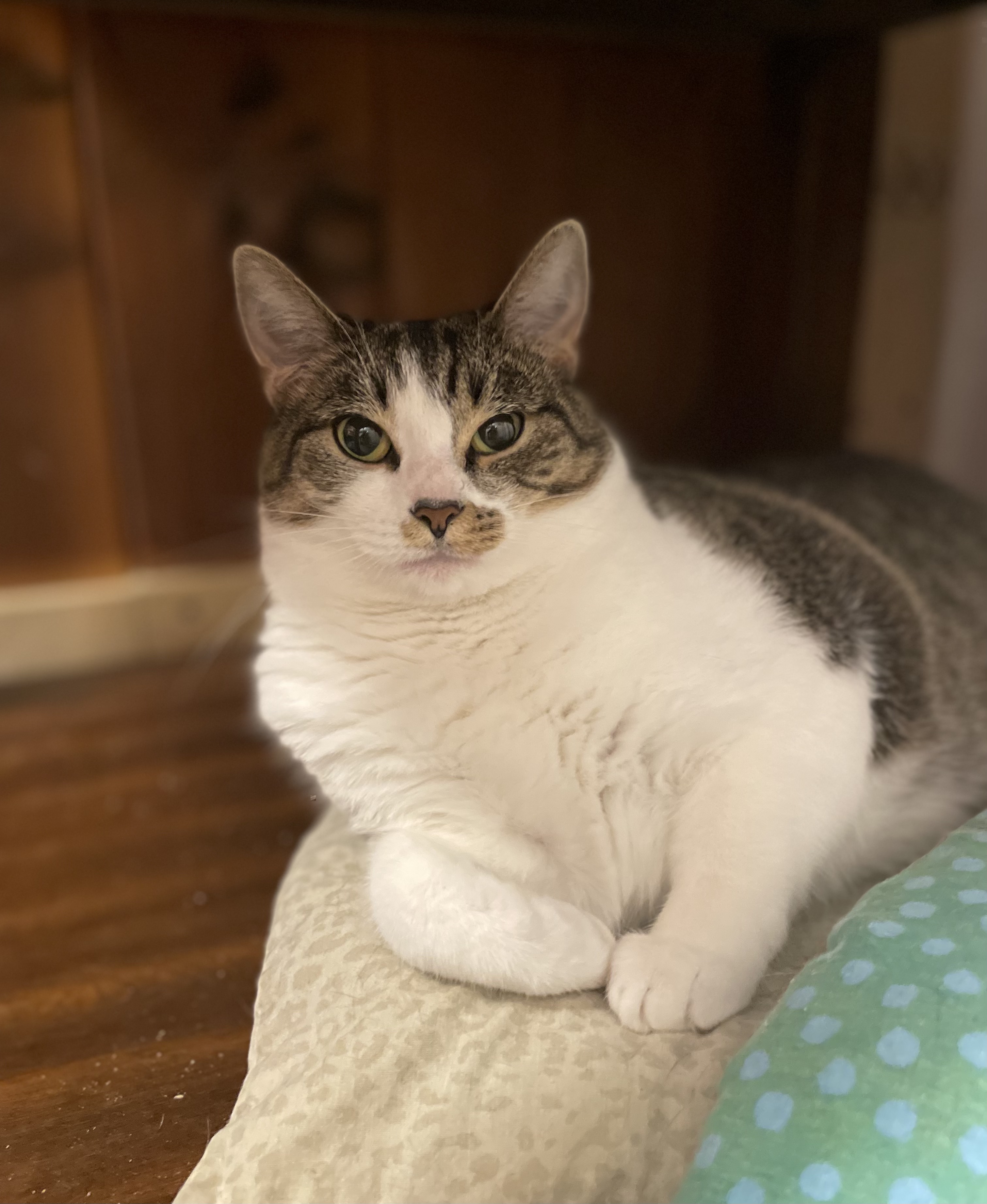 Enlarge Suzette, a Adopted Domestic Short Hair in Lakewood, NY image 1/2