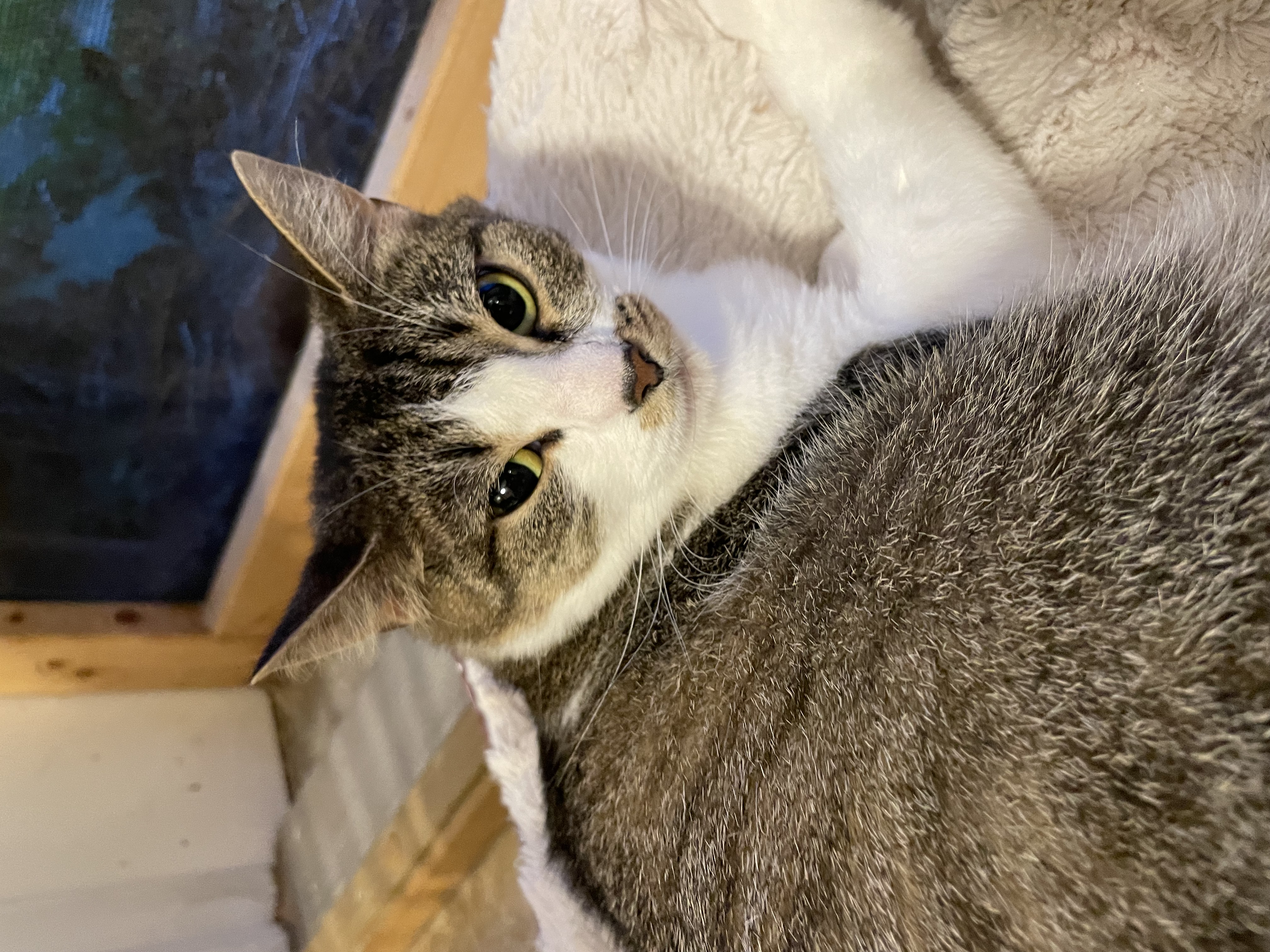 Enlarge Suzette, a Adopted Domestic Short Hair in Lakewood, NY image 2/2