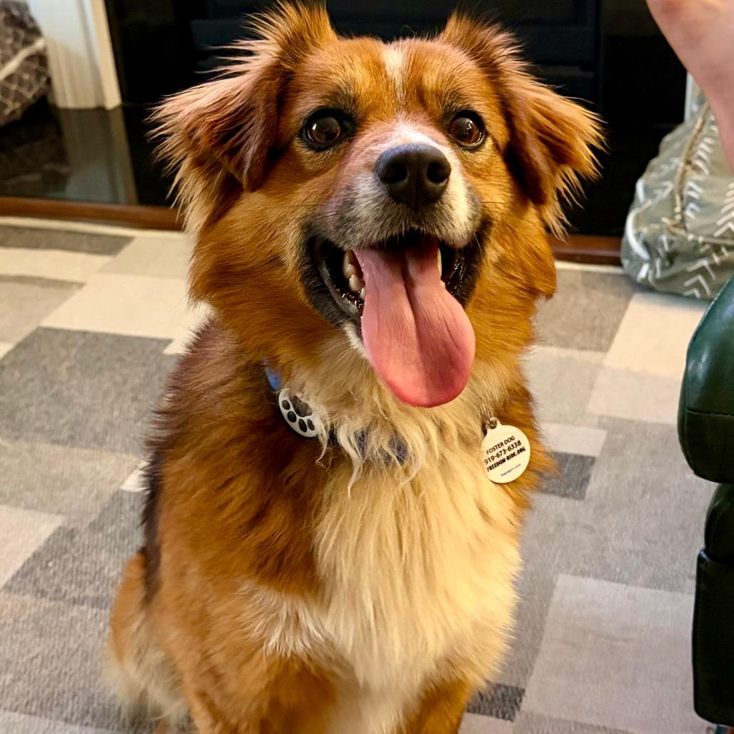 Enlarge Colter, a Adoptable Australian Shepherd in Raleigh, NC image 1/6