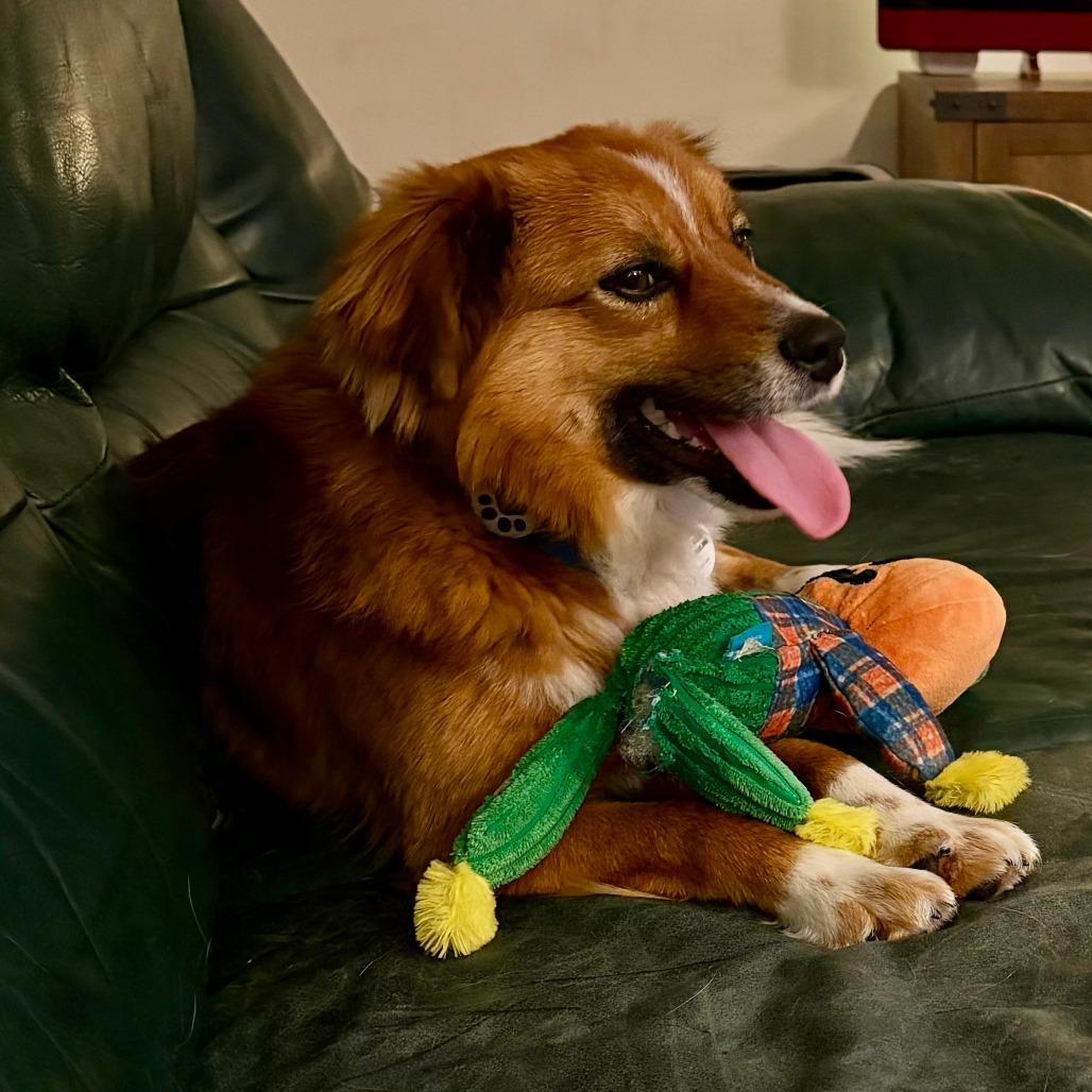 Enlarge Colter, a Adoptable Australian Shepherd in Raleigh, NC image 2/6
