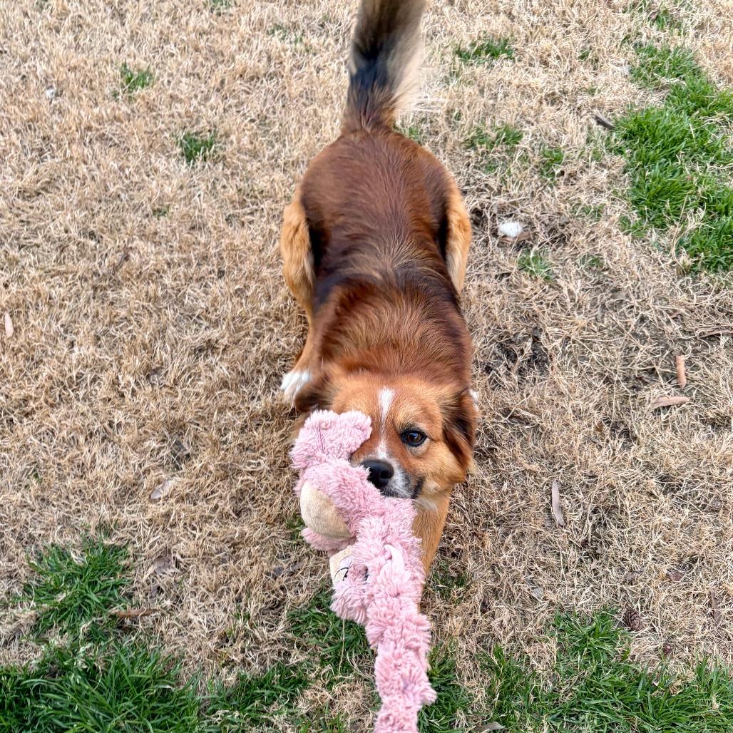 Enlarge Colter, a Adoptable Australian Shepherd in Raleigh, NC image 3/6