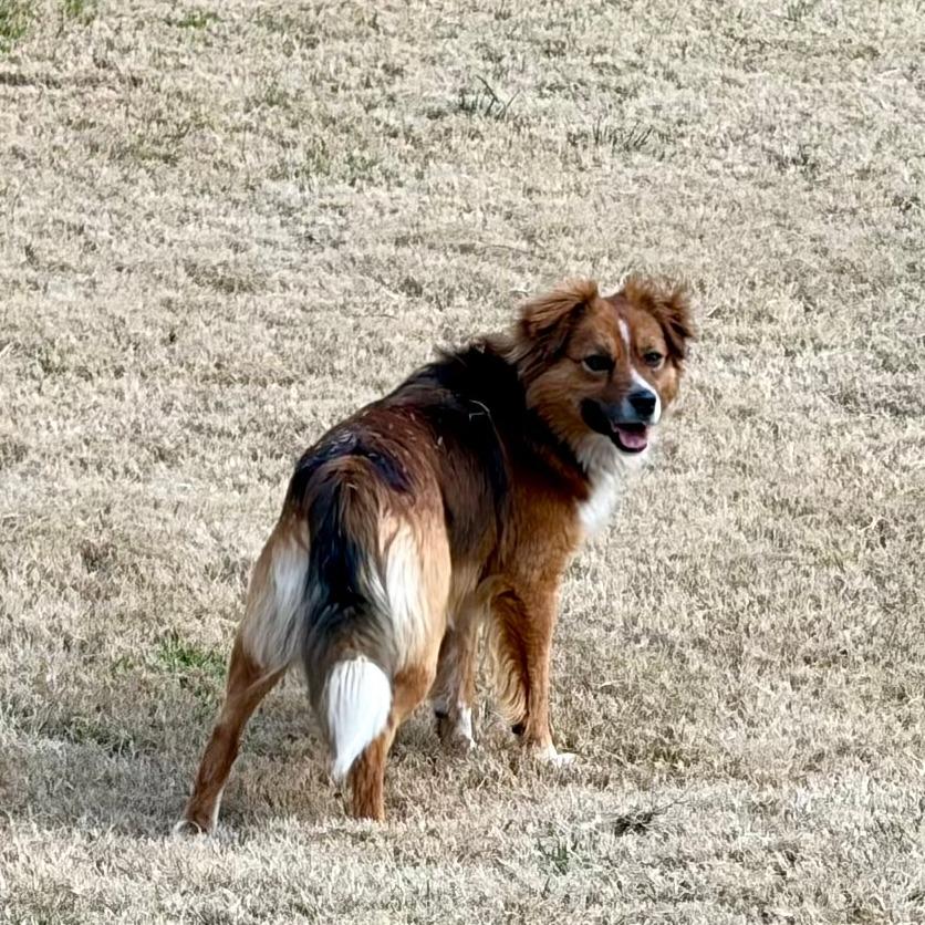 Enlarge Colter, a Adoptable Australian Shepherd in Raleigh, NC image 5/6