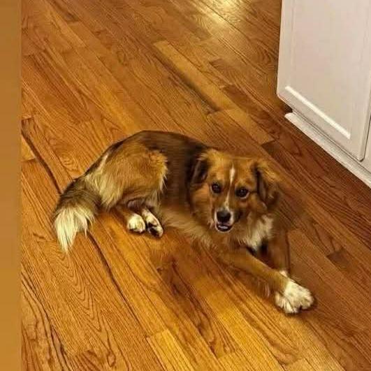 Enlarge Colter, a Adoptable Australian Shepherd in Raleigh, NC image 6/6