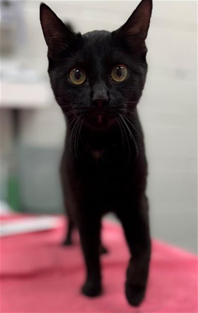 Enlarge BOUNCY, a Adoptable Domestic Short Hair in Peoria, IL image 1/1