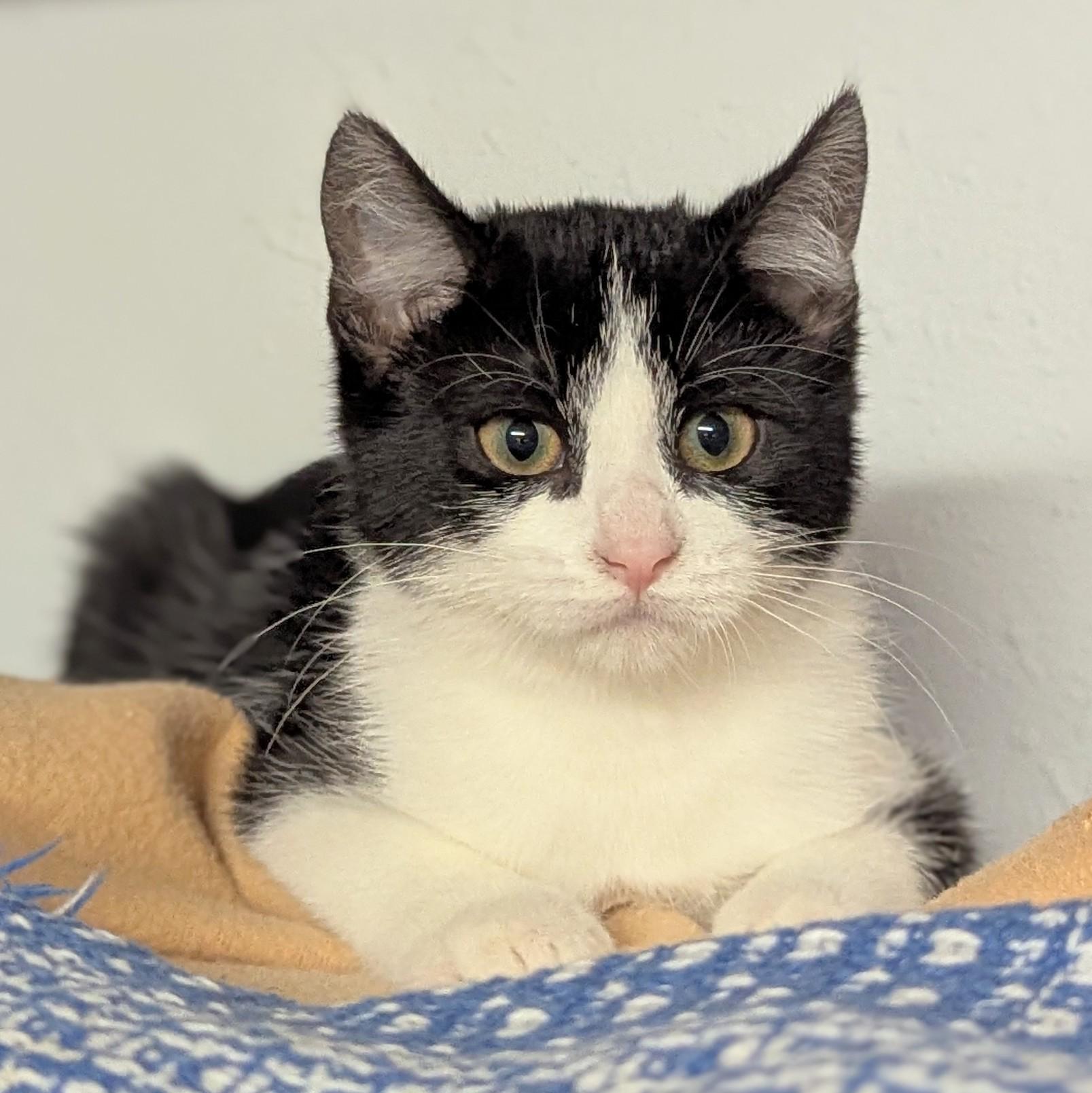 Enlarge Zola, a Adoptable Domestic Short Hair in Little Falls, MN image 2/4