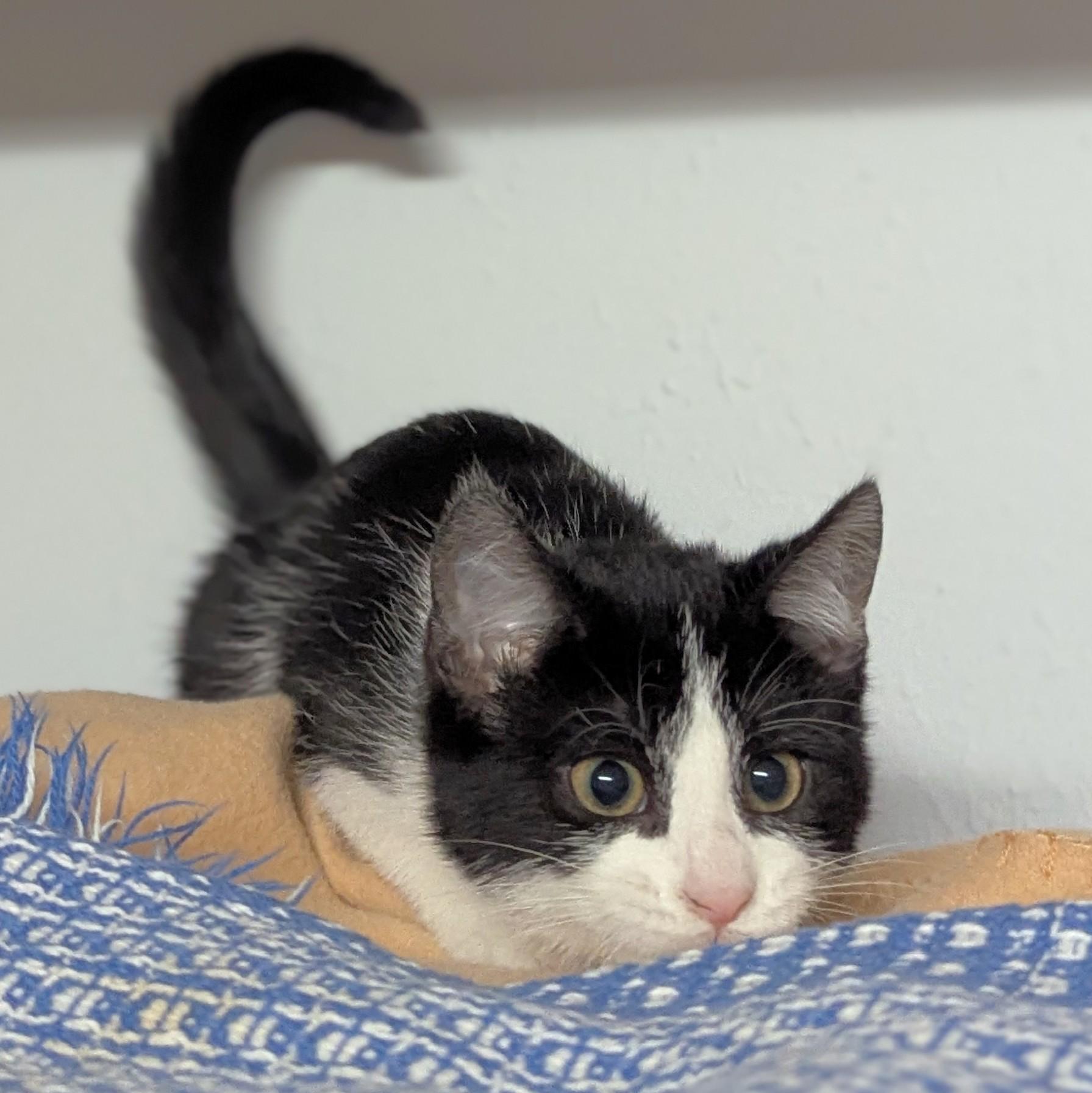 Enlarge Zola, a Adoptable Domestic Short Hair in Little Falls, MN image 3/4