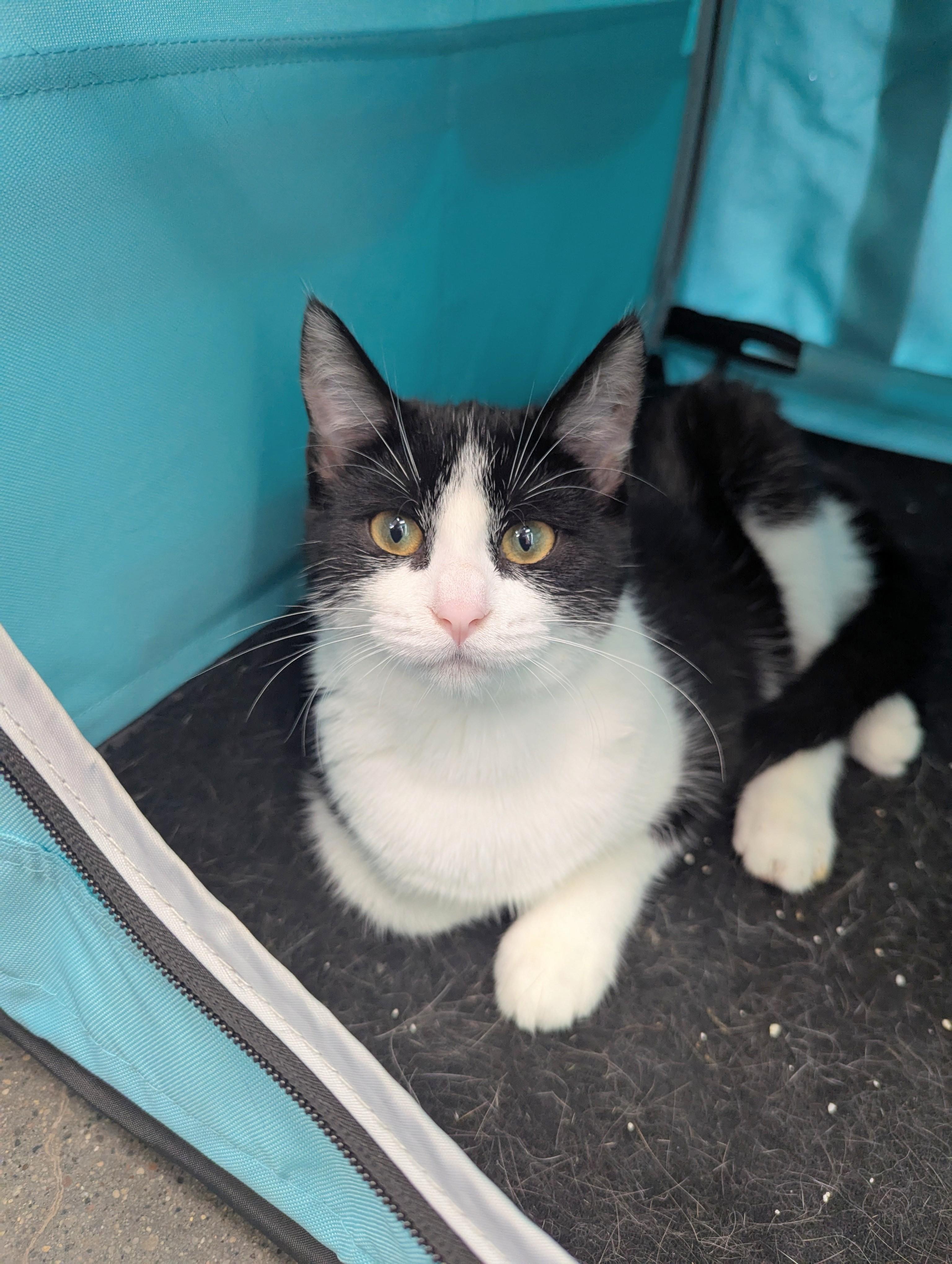 Zola, an adoptable Domestic Short Hair in Little Falls, MN, 56345 | Photo Image 1