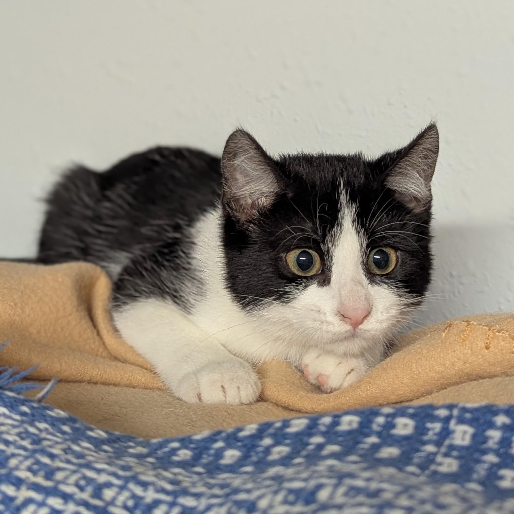 Enlarge Zola, a Adoptable Domestic Short Hair in Little Falls, MN image 4/4