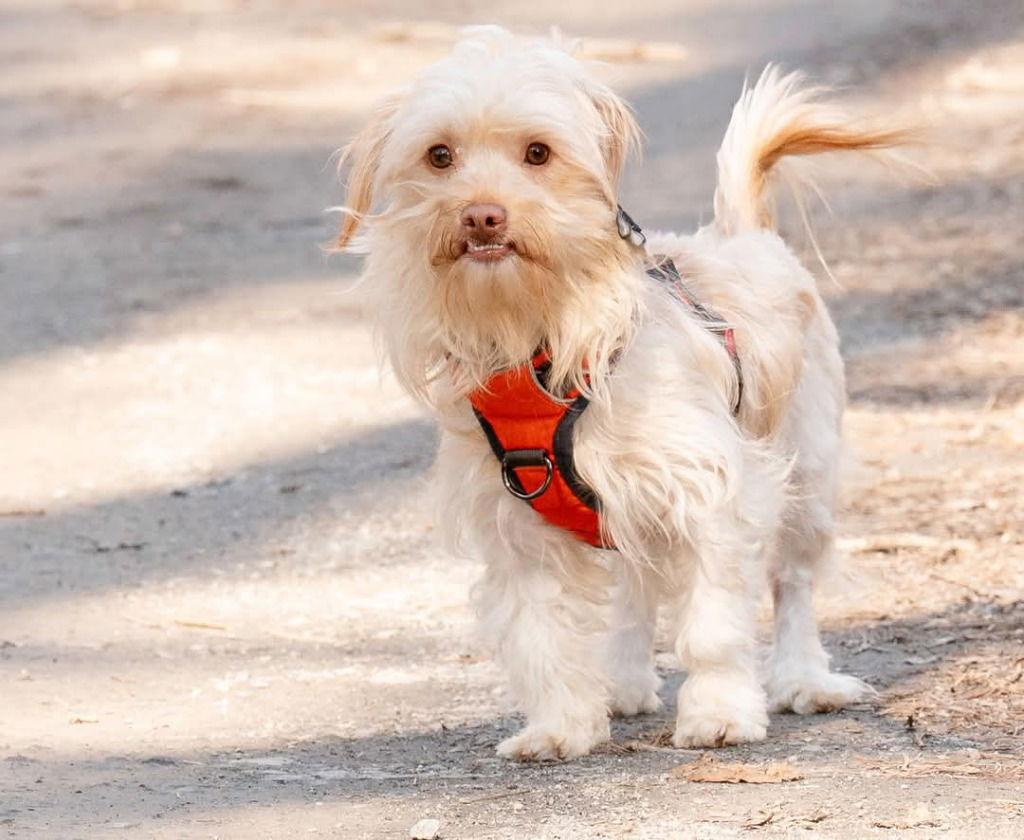 Sesame, Adoptable, Young Male Terrier & Terrier.