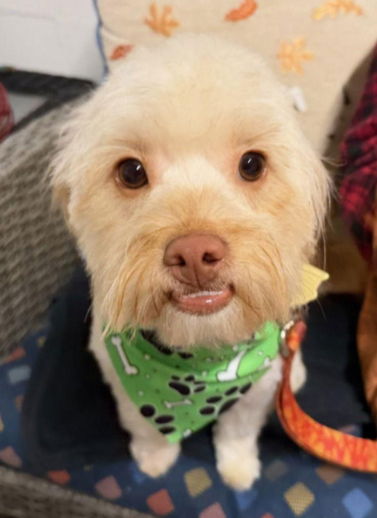 Sesame, a Adoptable mixed breed in Ellijay, GA image 2/3