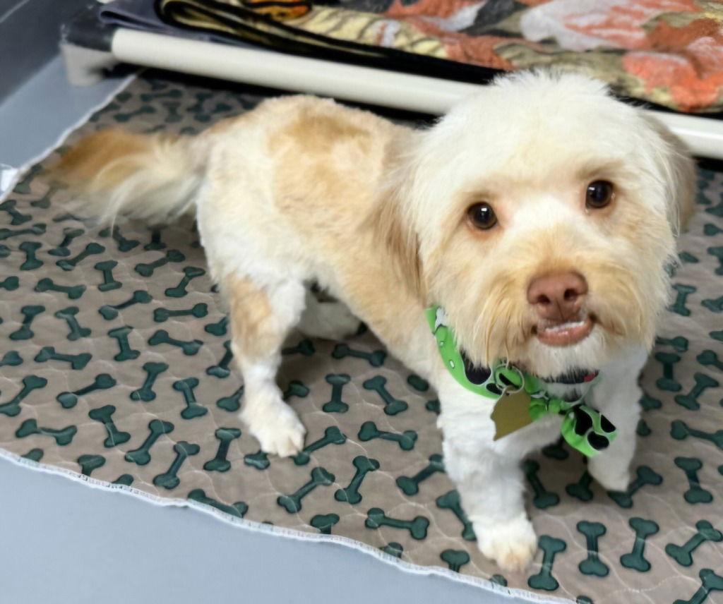 Sesame, a Adoptable mixed breed in Ellijay, GA image 3/3