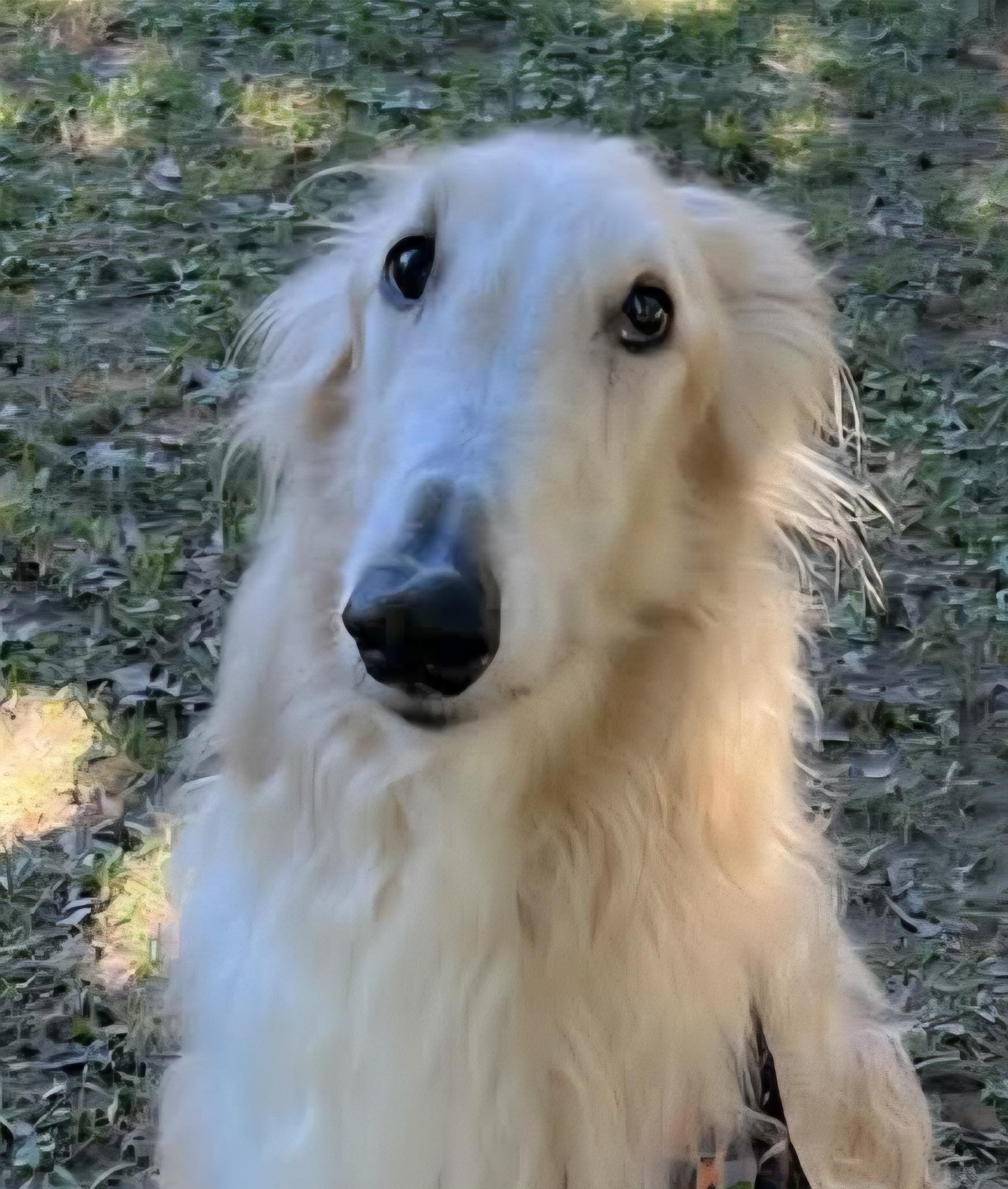 Enlarge Alfredo -Taking Applications Only , an adopted Borzoi in Baton Rouge, LA image 1/1
