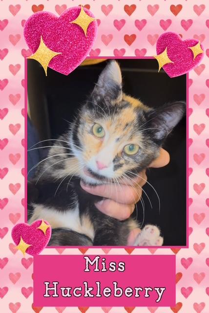 Huckleberry, adopted, Young Female Domestic Short Hair.