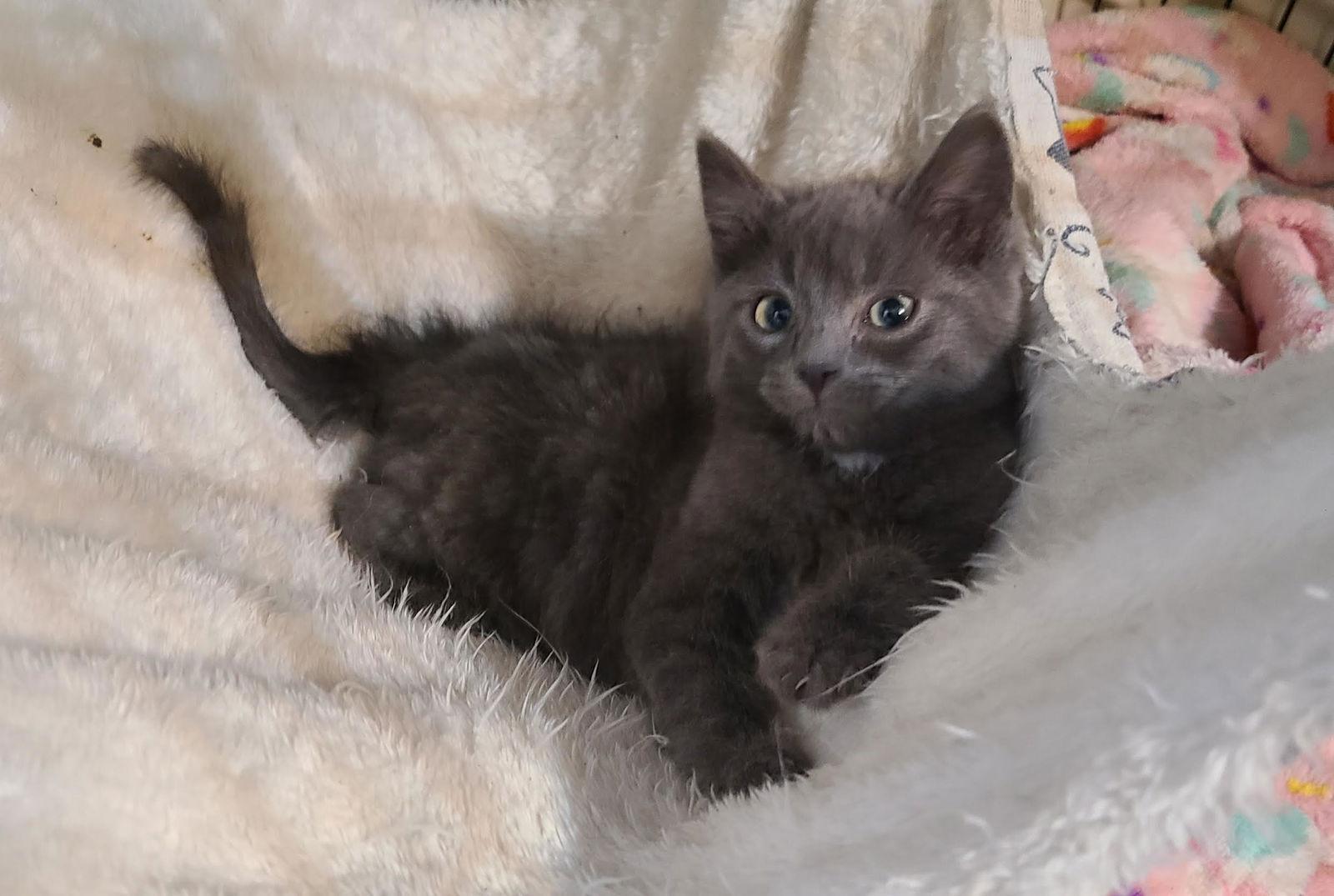 Squirrel, Adopted, Young Female Domestic Short Hair.