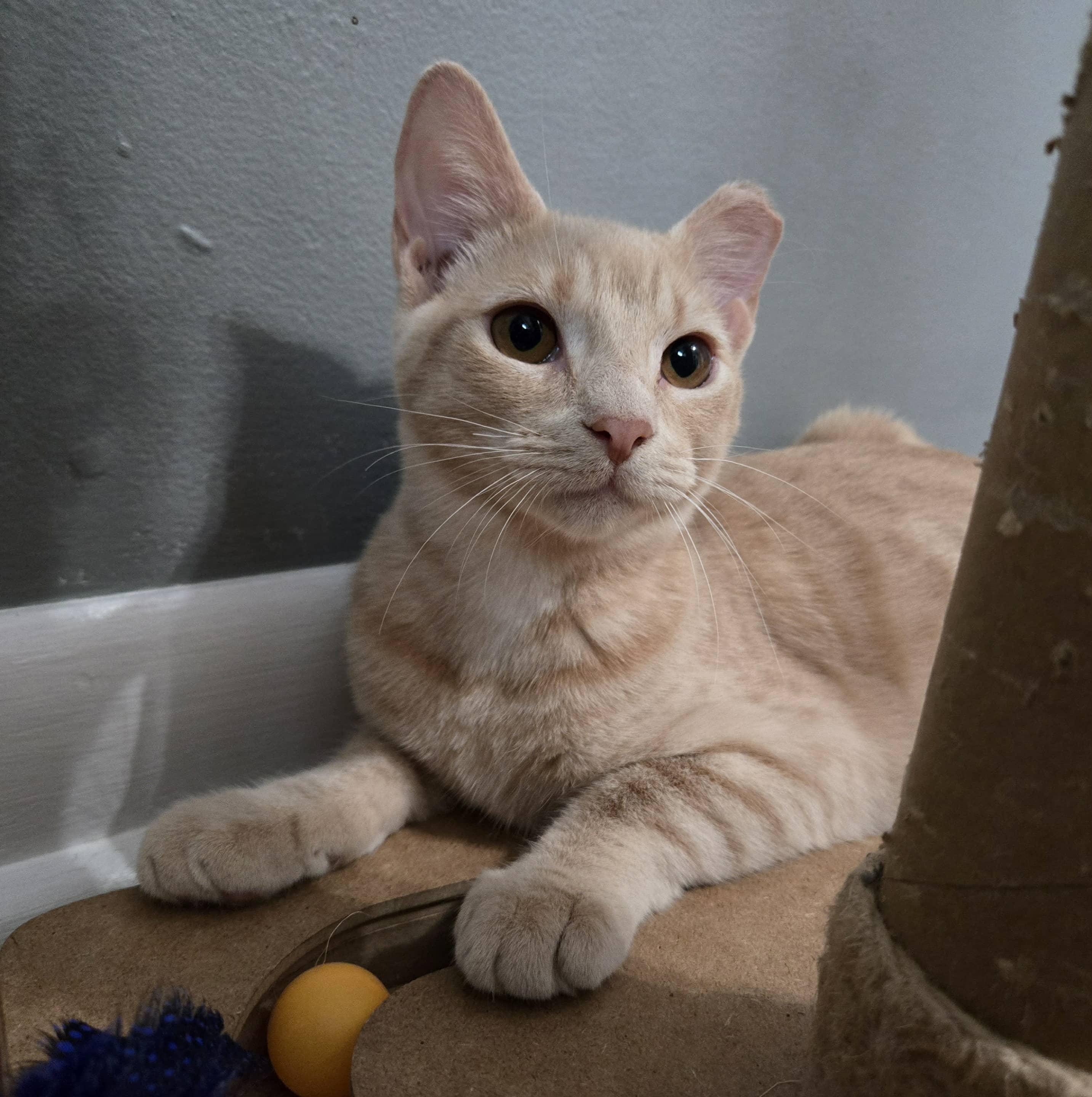 Oleo, a Adoptable Domestic Short Hair in Sedalia, MO image 5/6