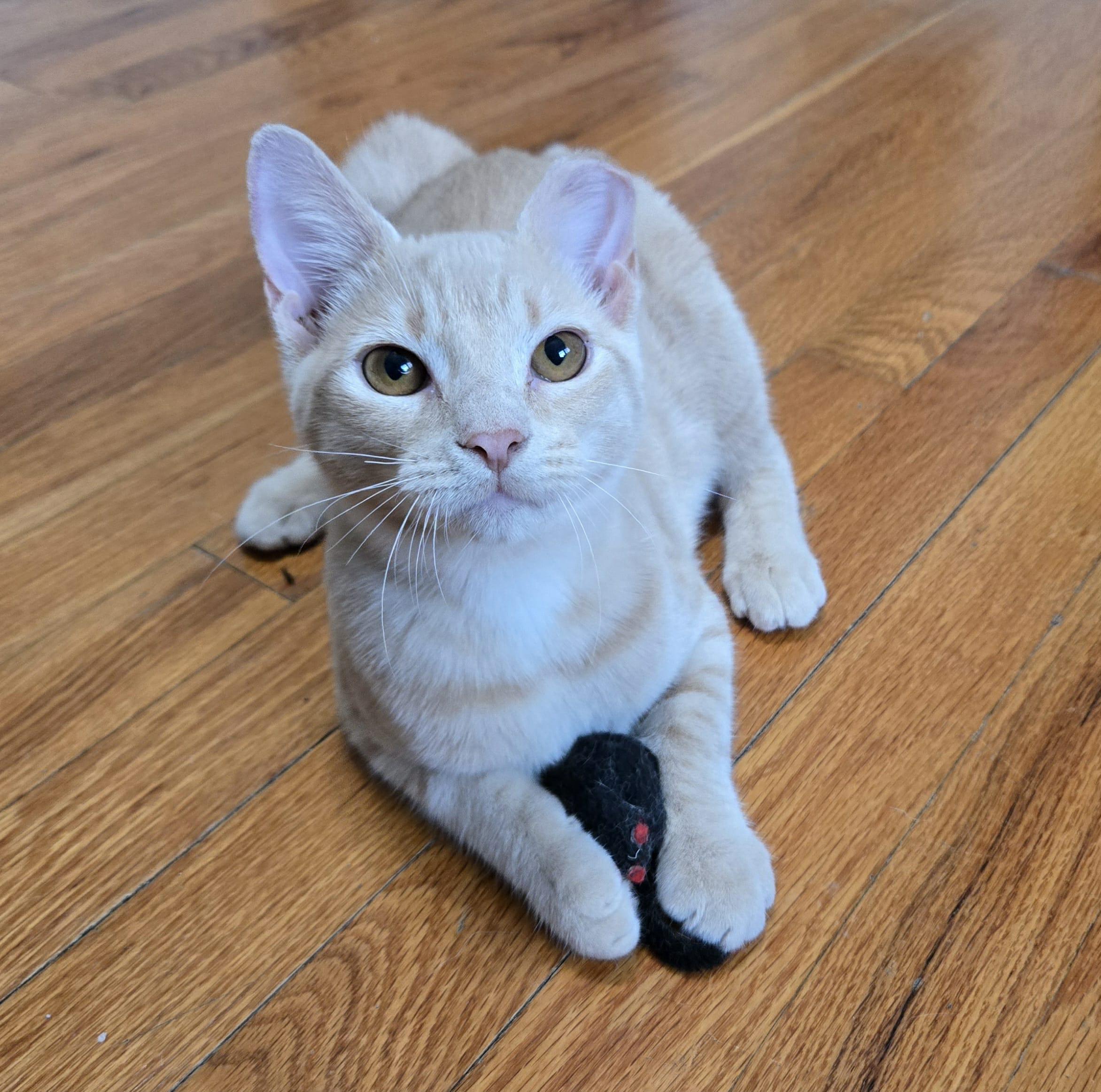 Oleo, a Adoptable Domestic Short Hair in Sedalia, MO image 4/6