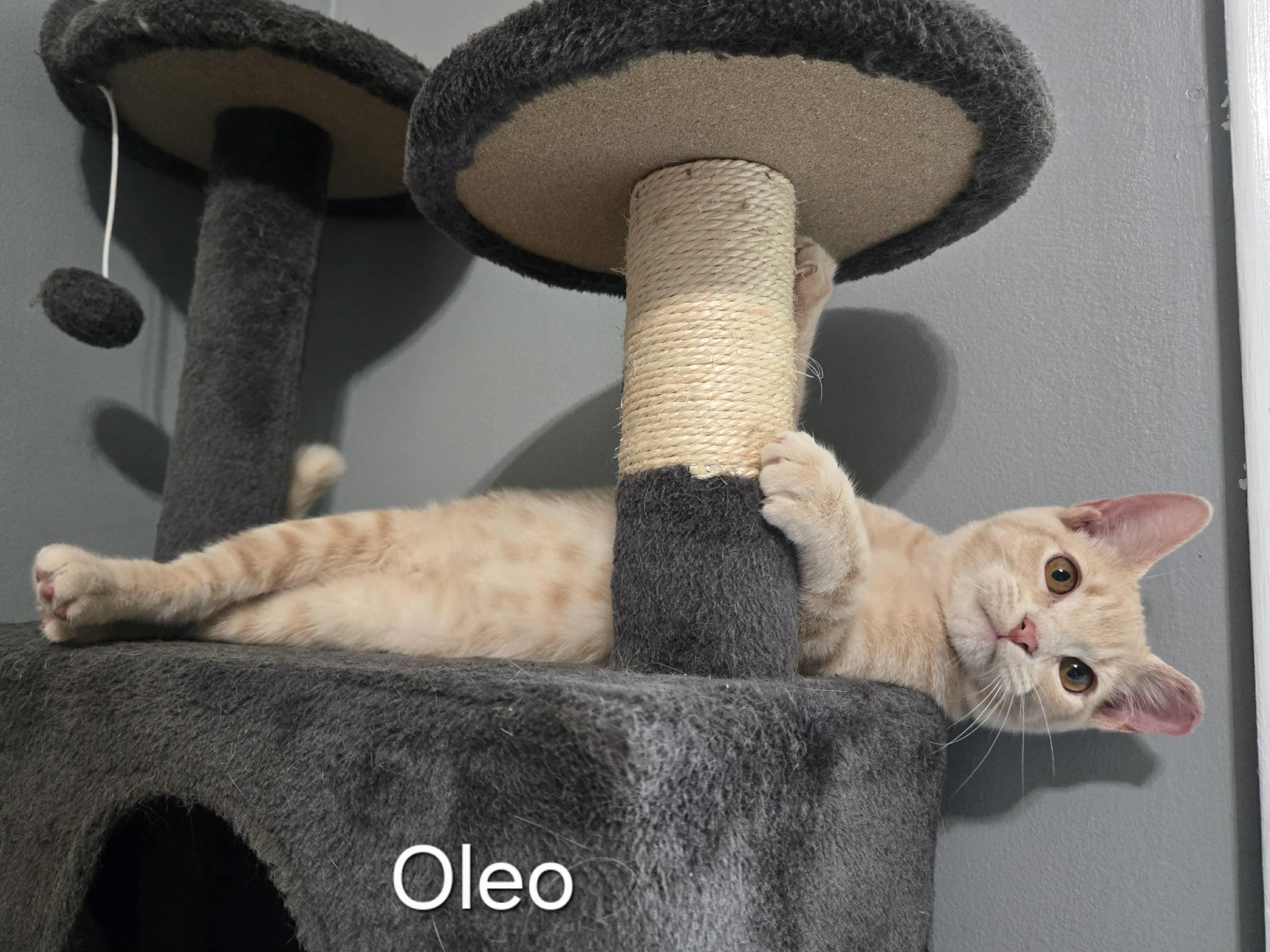Oleo, a Adoptable Domestic Short Hair in Sedalia, MO image 3/6