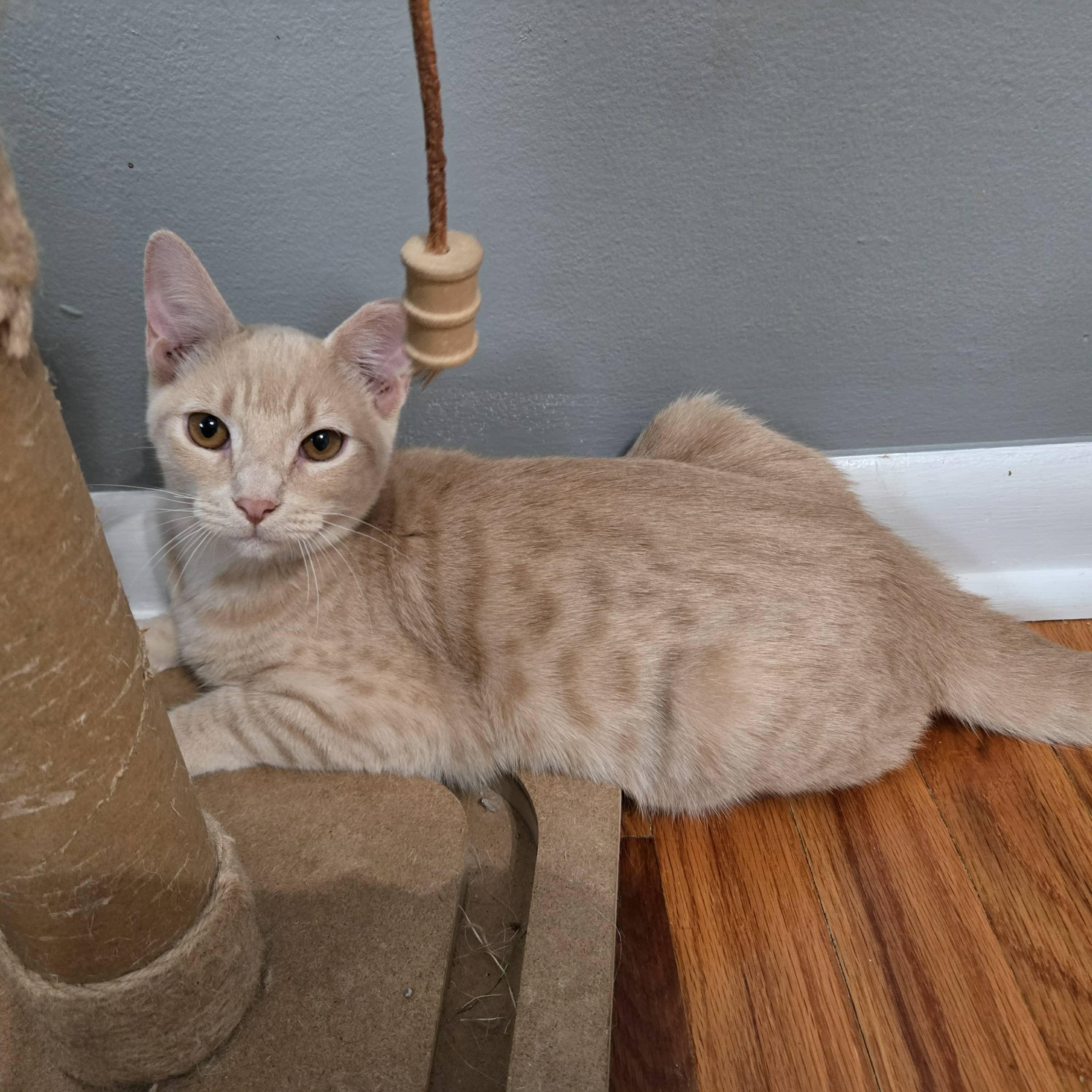 Oleo, a Adoptable Domestic Short Hair in Sedalia, MO image 2/6