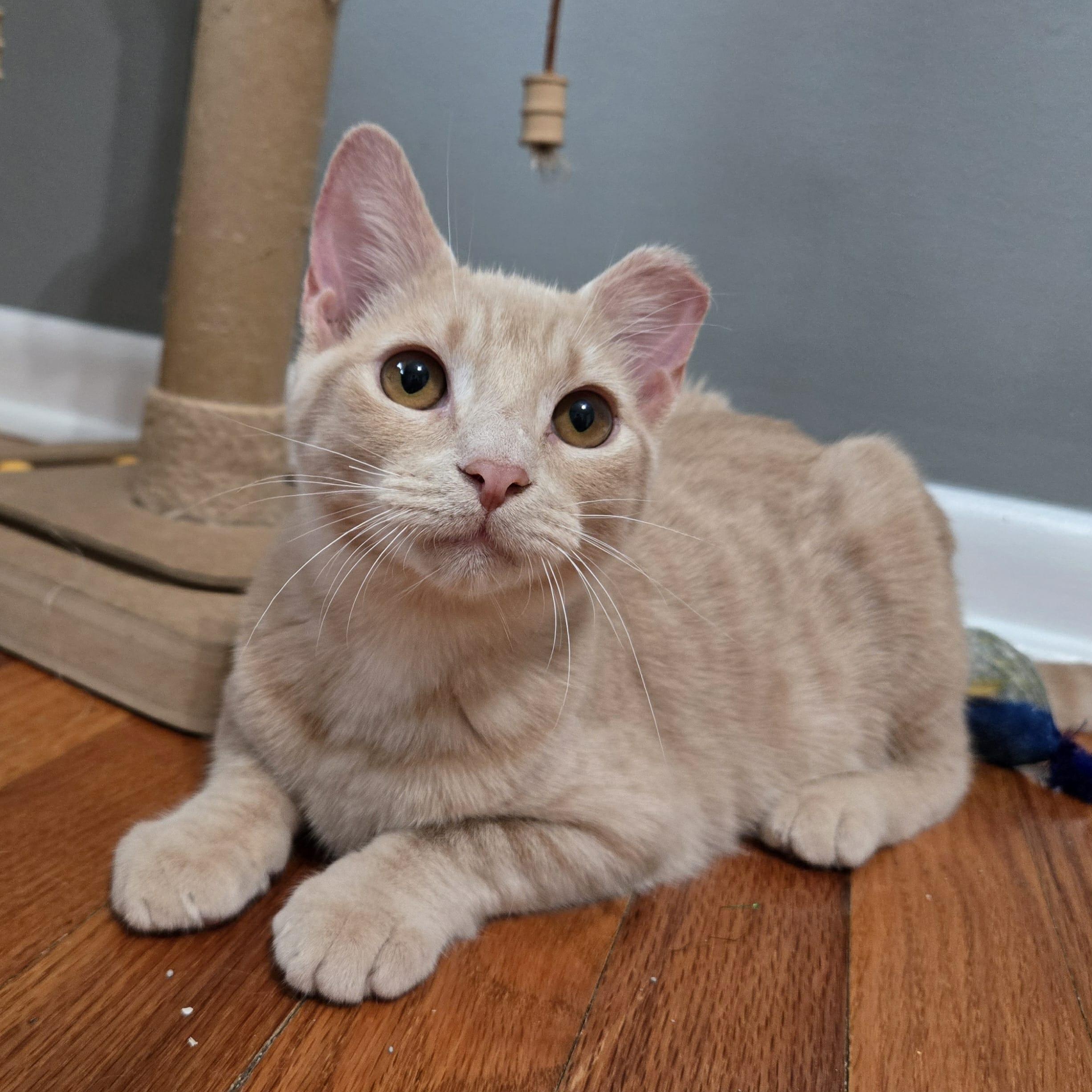 Oleo, a Adoptable Domestic Short Hair in Sedalia, MO image 1/6