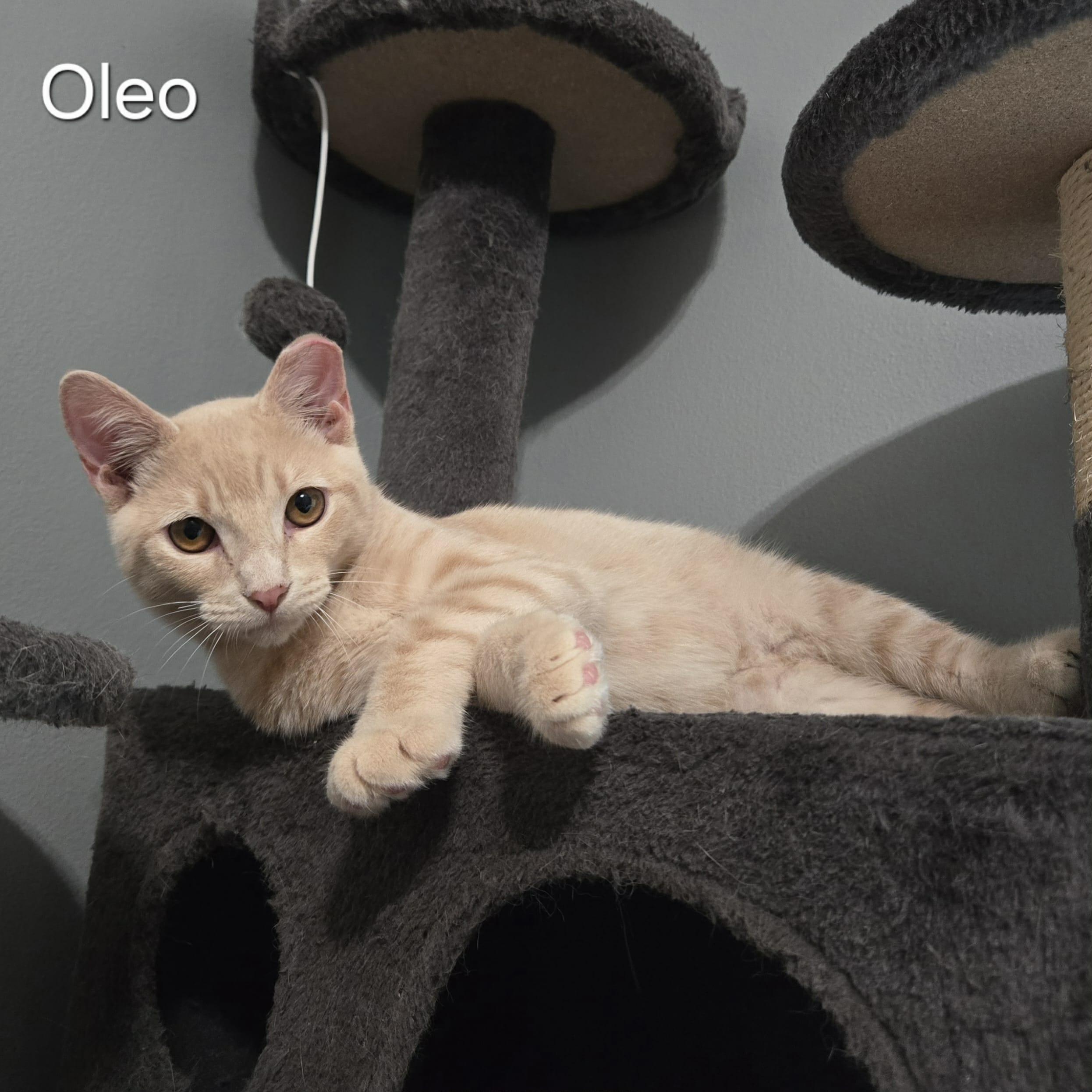 Oleo, a Adoptable Domestic Short Hair in Sedalia, MO image 6/6