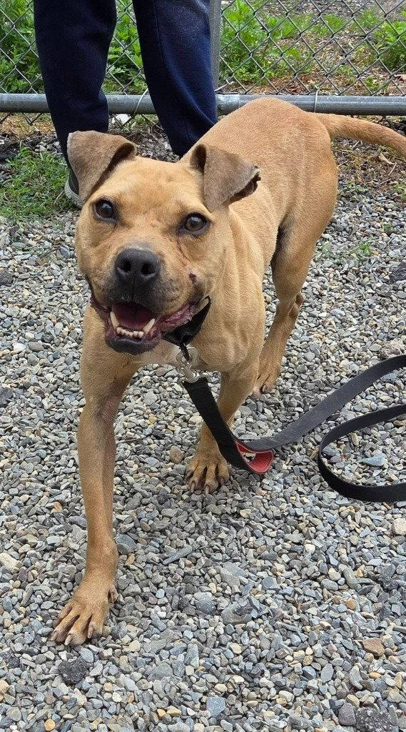 Louie, Adoptable, Adult Male American Staffordshire Terrier & American Staffordshire Terrier.