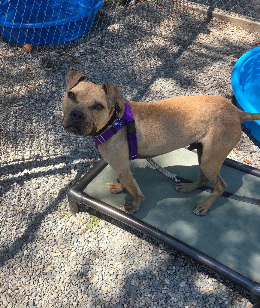 Enlarge Louie, a Adoptable mixed breed in Sayreville, NJ image 2/2