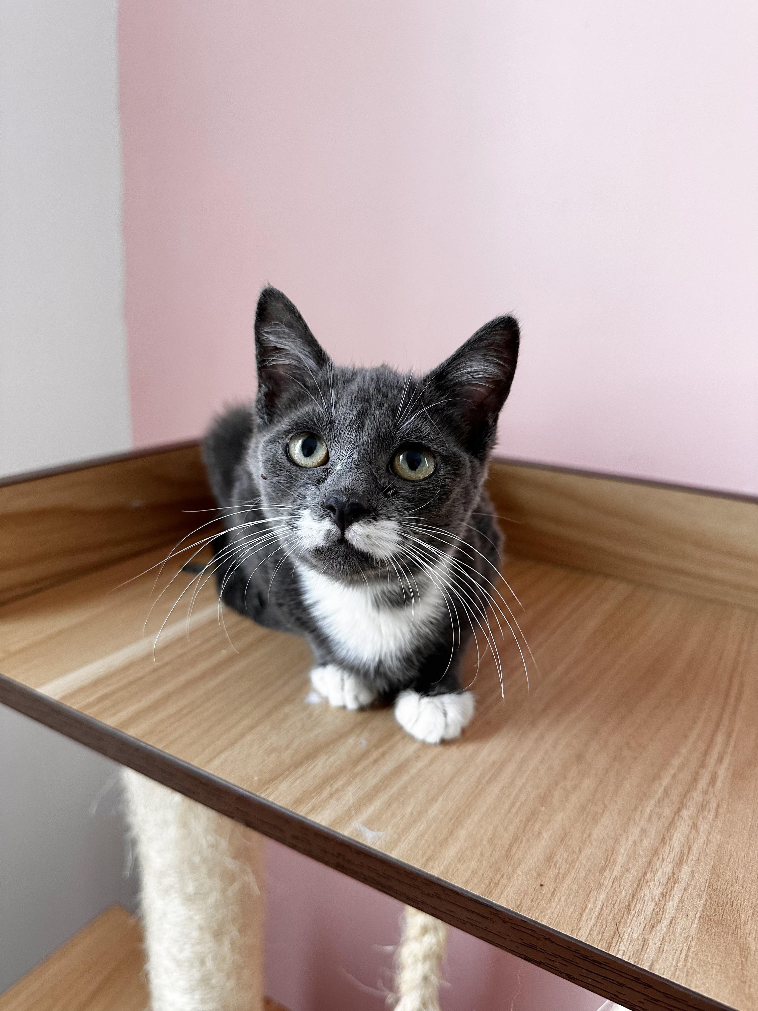 MITTENS, adoptable, Kitten Female Tuxedo.