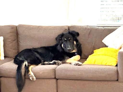 Thumper, Adoptable, Young Male German Shepherd Dog & Great Pyrenees.