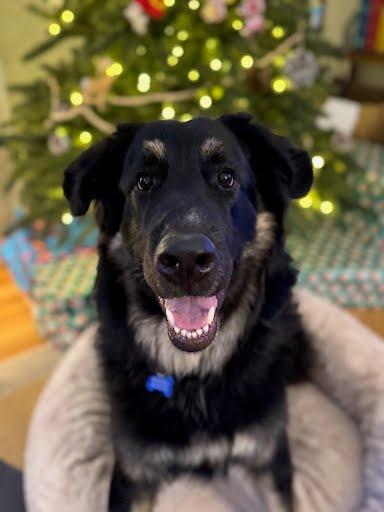 Thumper, a Adoptable mixed breed in Winter Park, CO image 2/3