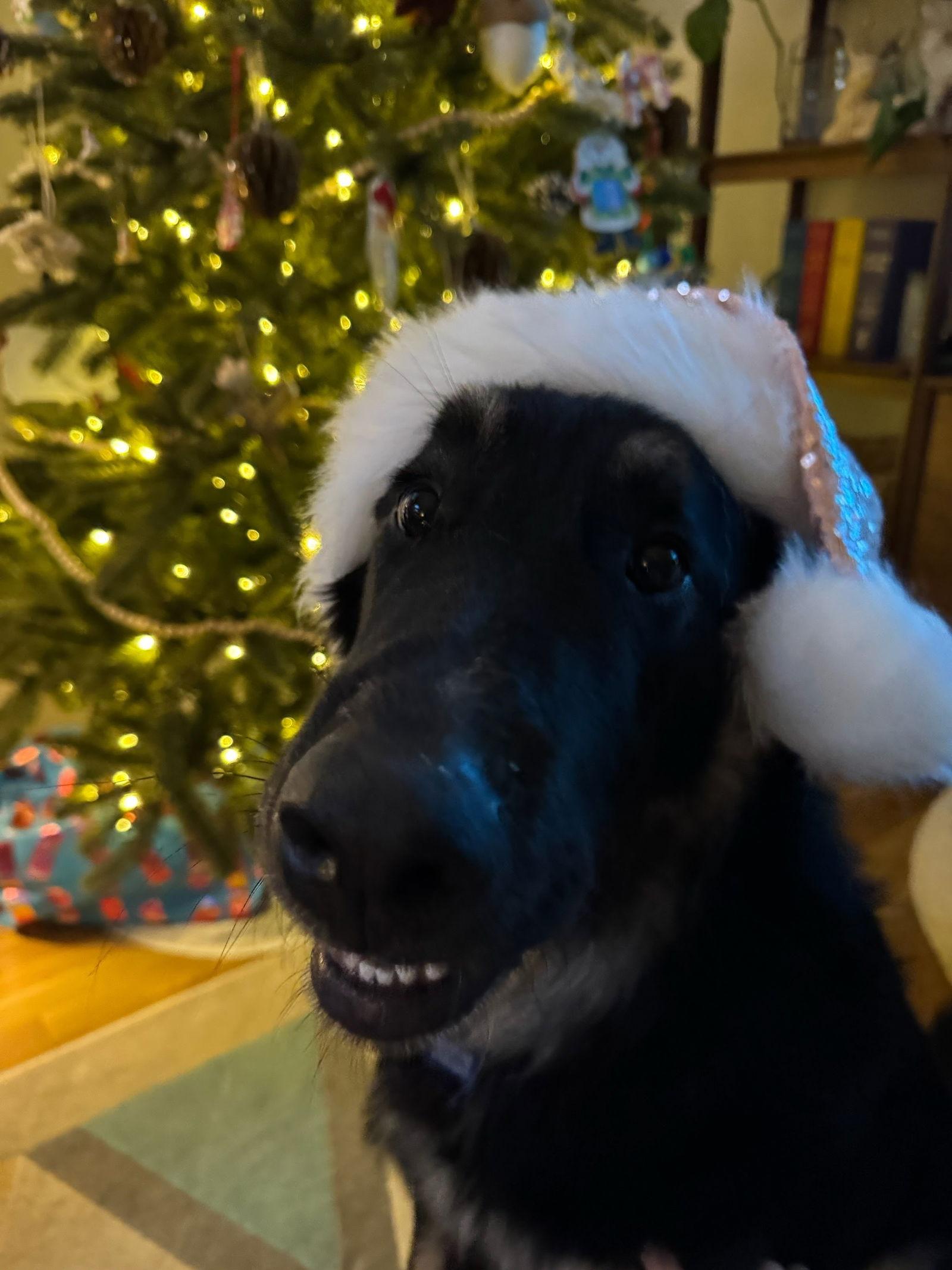 Thumper, a Adoptable mixed breed in Winter Park, CO image 3/3