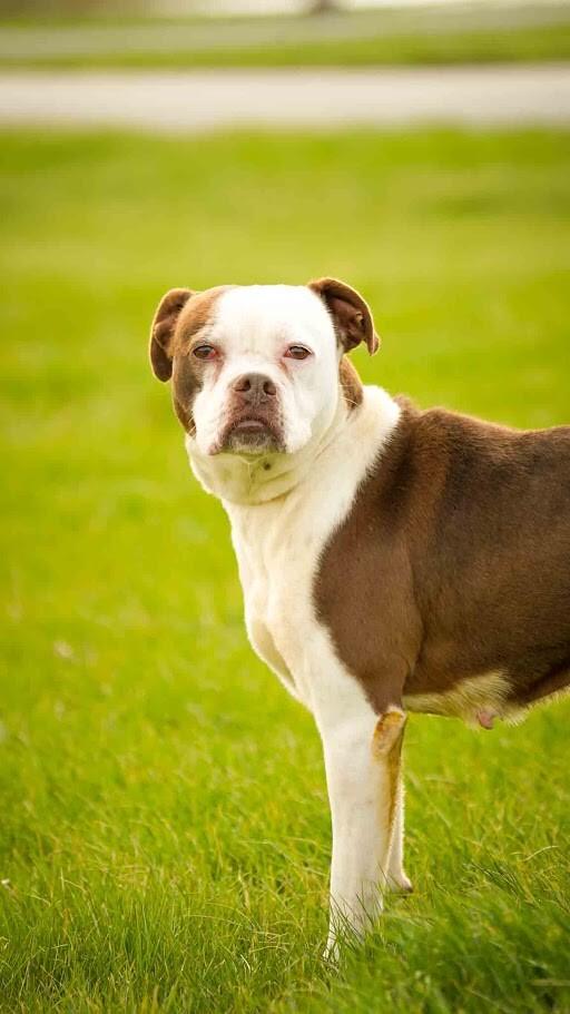 Sandy, Adoptable, Adult Female Boxer.