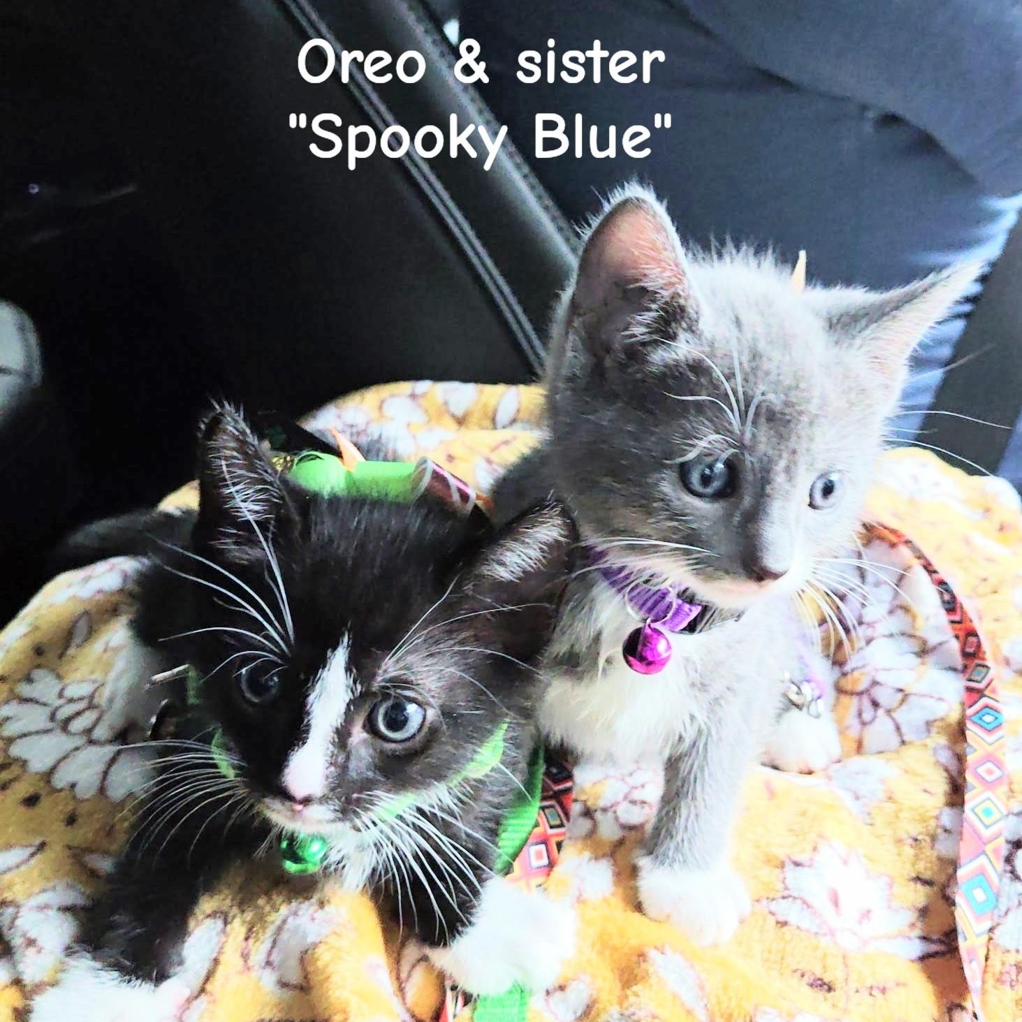 Enlarge Oliver's Blessing in a Bow Tie - "Oreo", a Adoptable Domestic Short Hair in Mt Pleasant, SC image 6/6