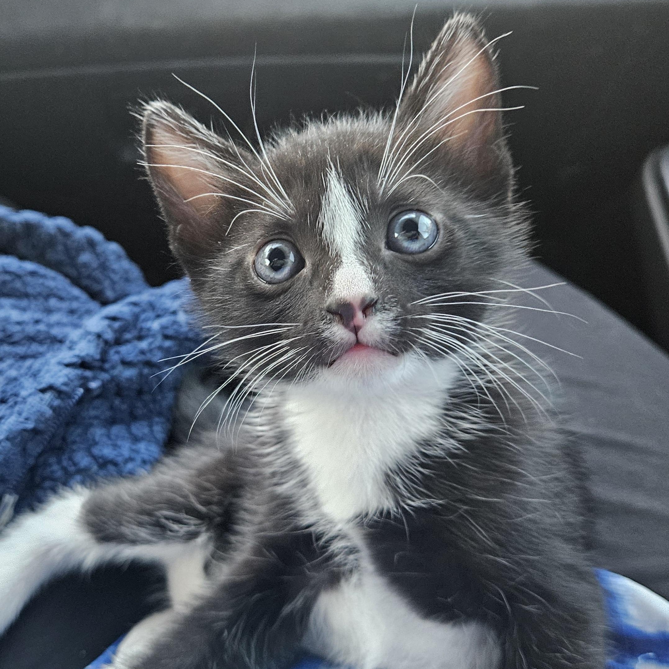 Enlarge Oliver's Blessing in a Bow Tie - "Oreo", a Adoptable Domestic Short Hair in Mt Pleasant, SC image 4/6